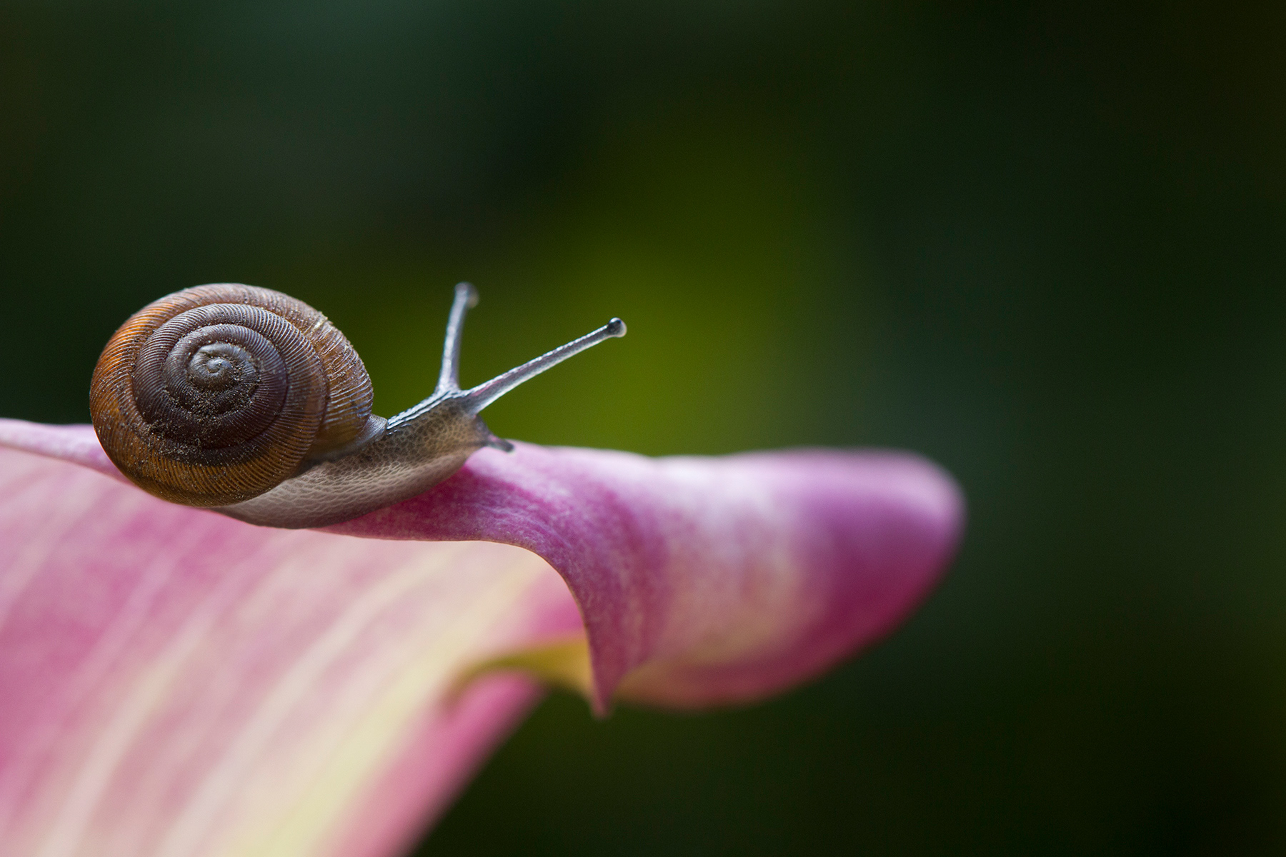 The slow, enduring, beautiful nature of life