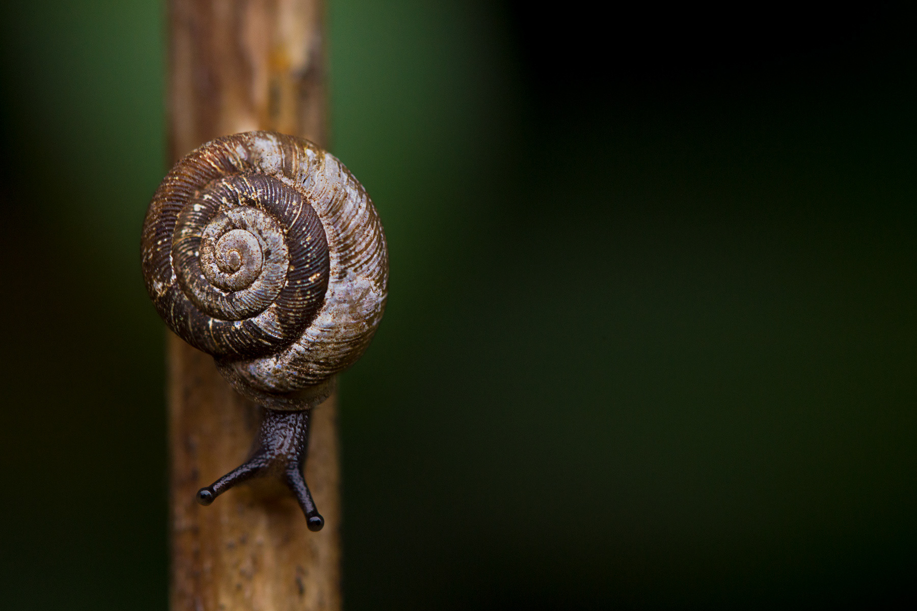 Coming out of my shell