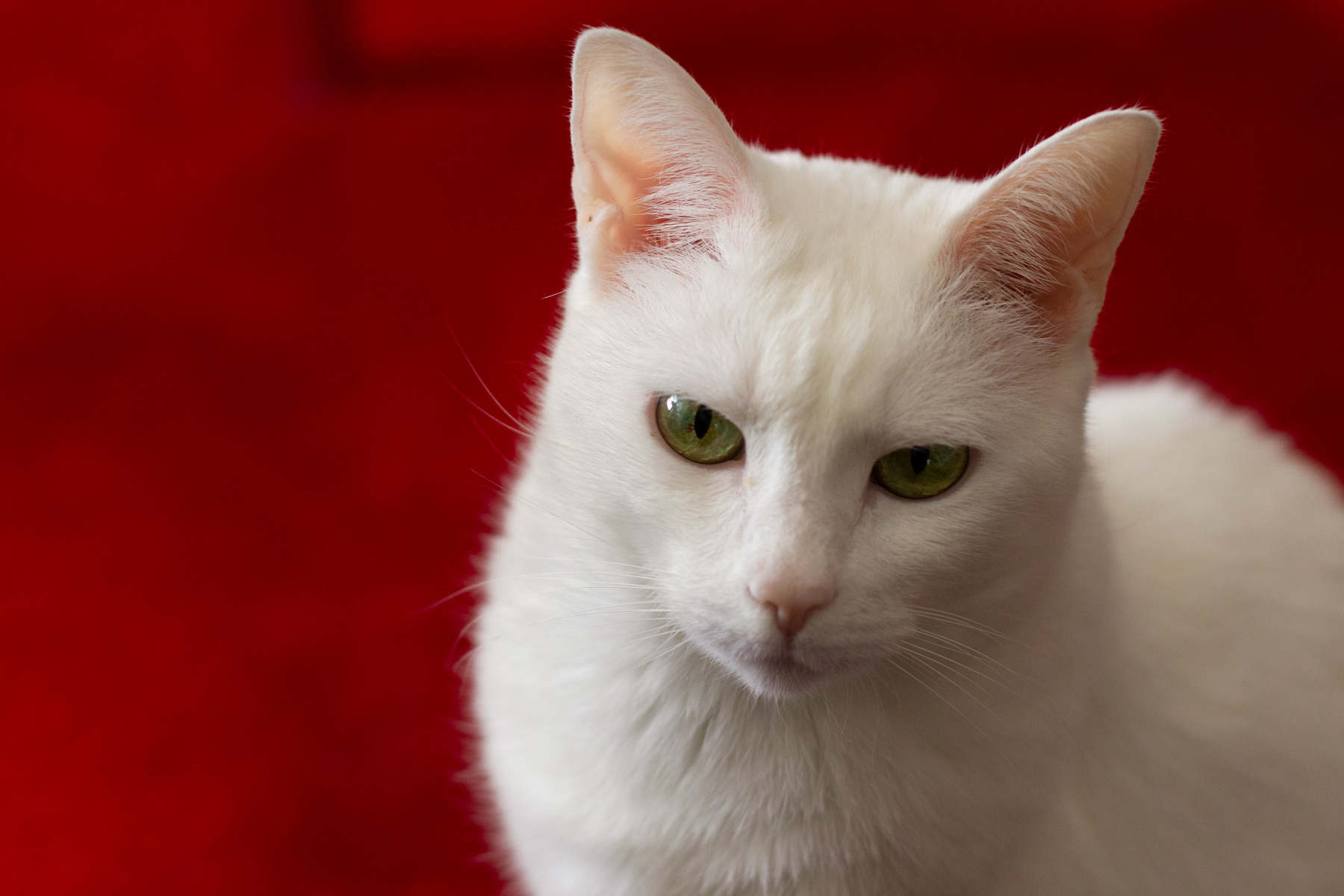Our beautiful Bela (2001-2017)
