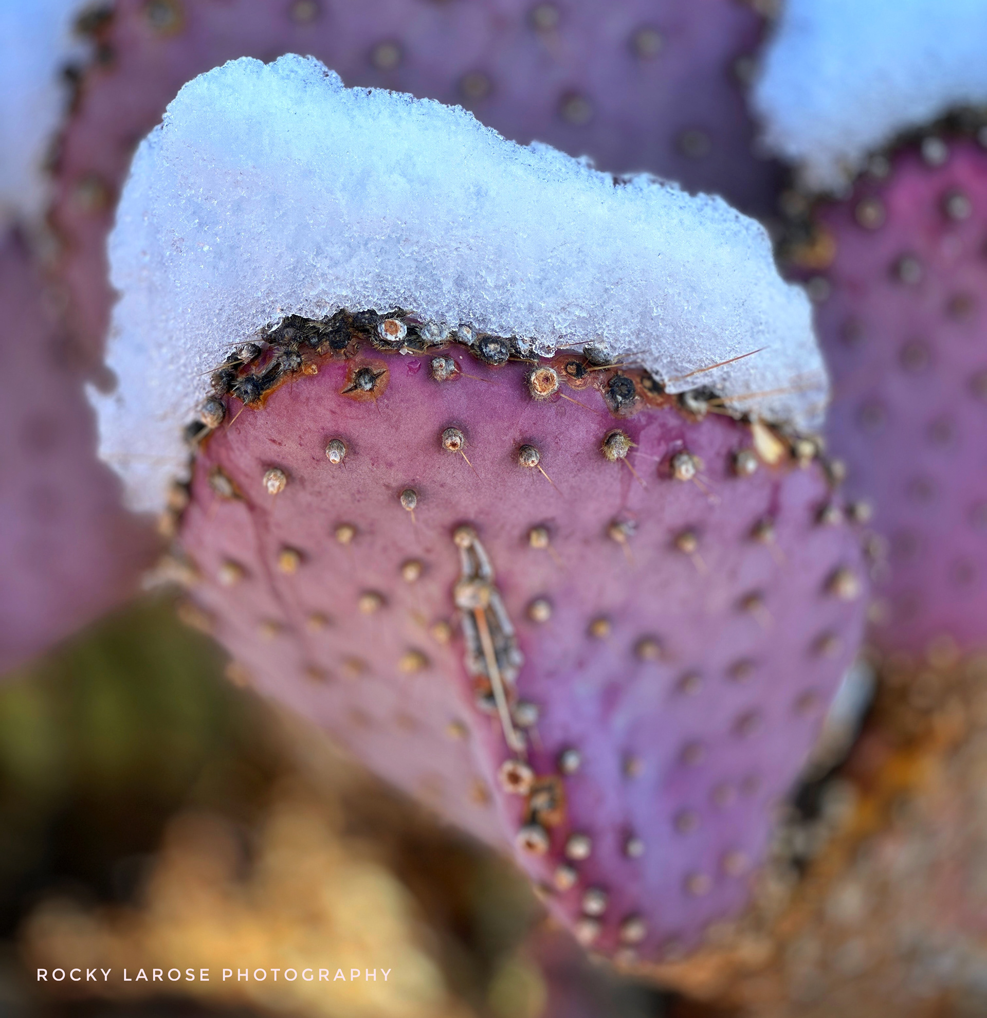 Catalina Mountains 11