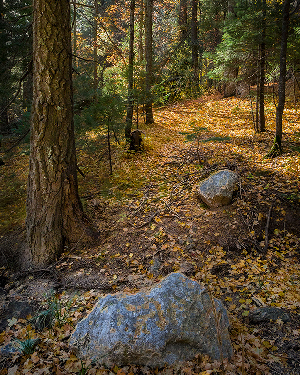10 Mt. Lemmon Marshall Gulch