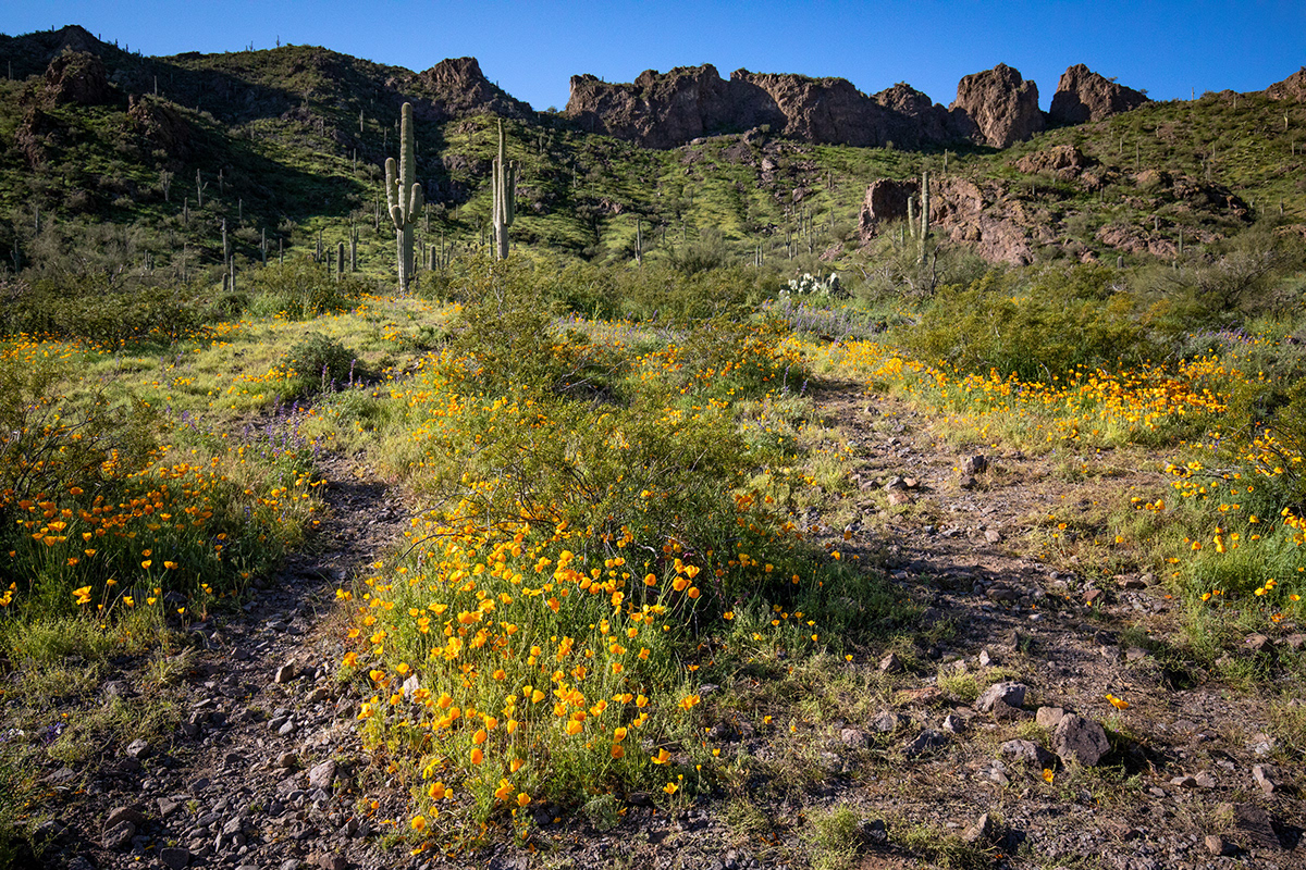 6 Picacho Peak