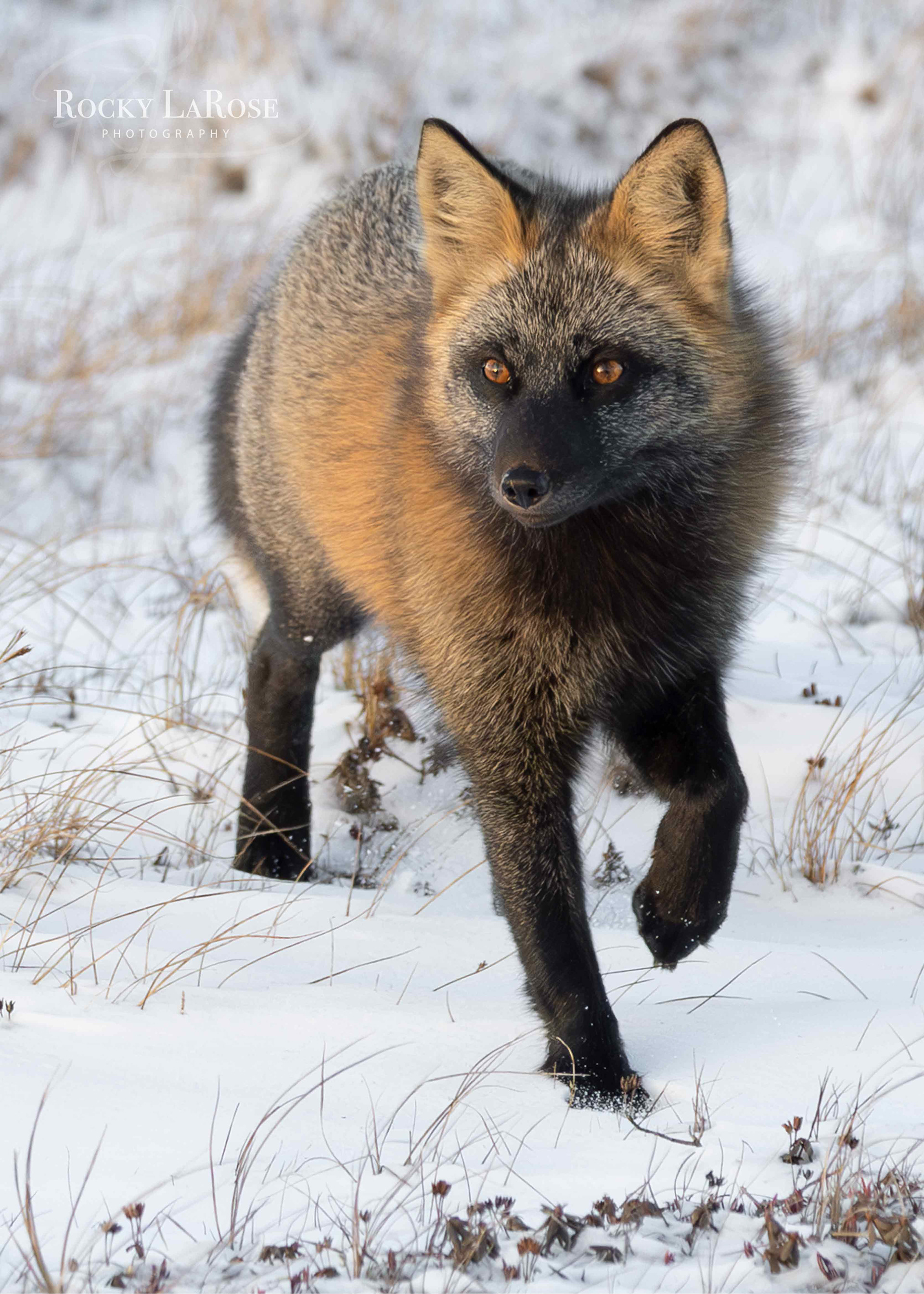 Cross Fox Canadian Arctic 1