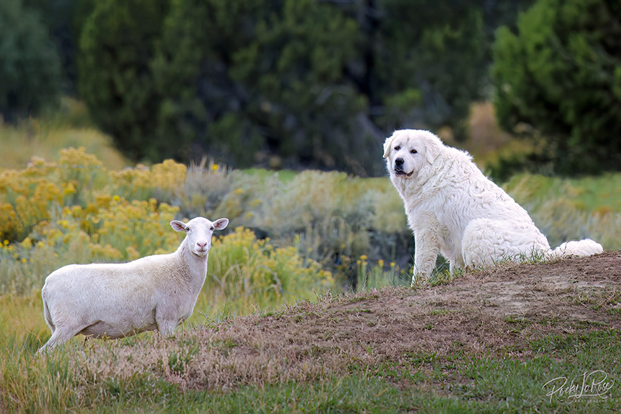 Sheep Dog, Outside of Cuba, New Mexico 
