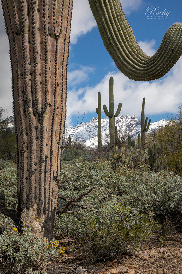 Sabino Canyon 1