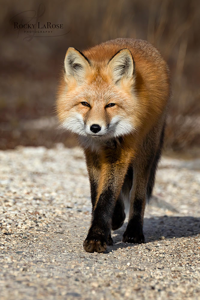 Canadian Arctic