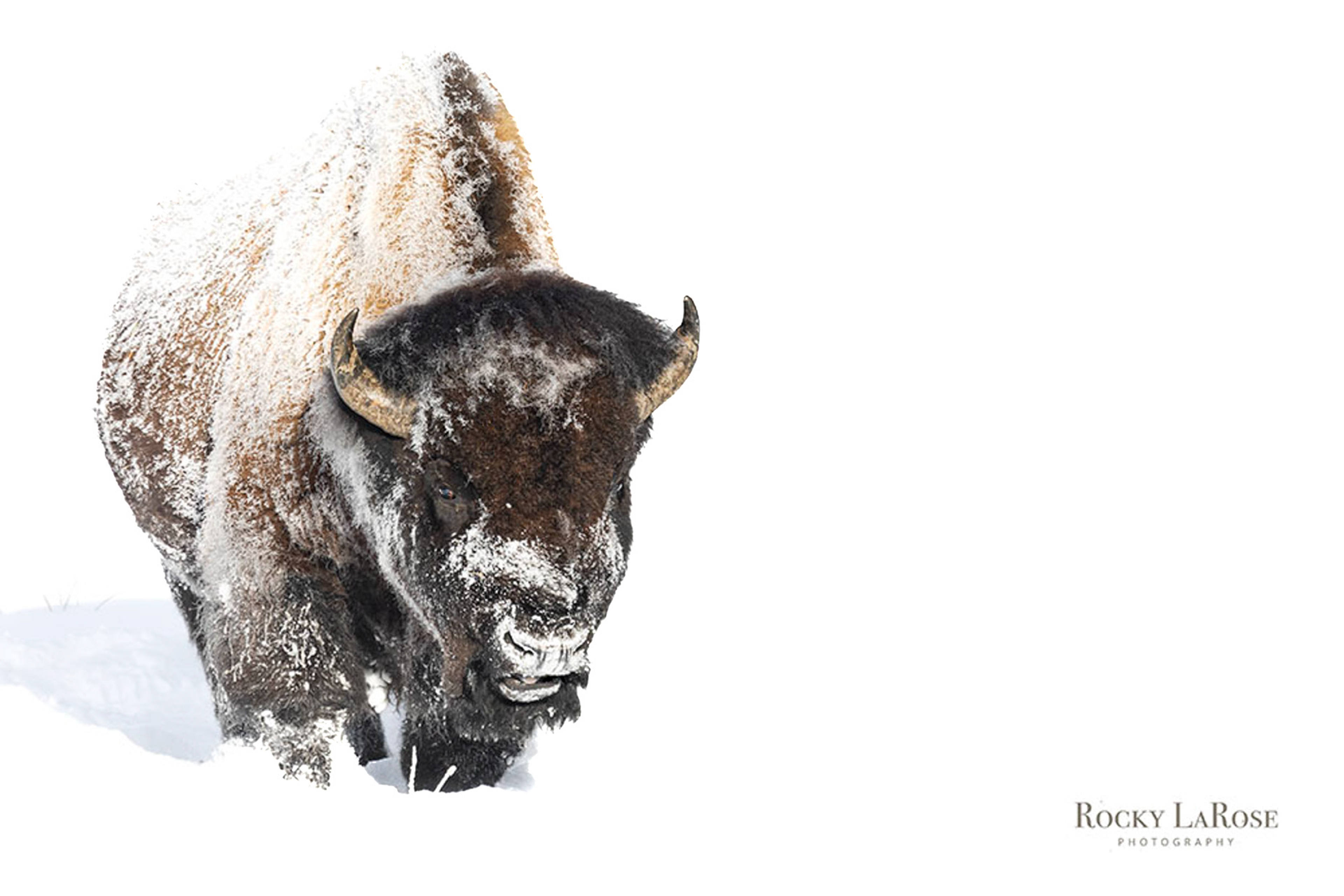 Yellowstone Bison 102