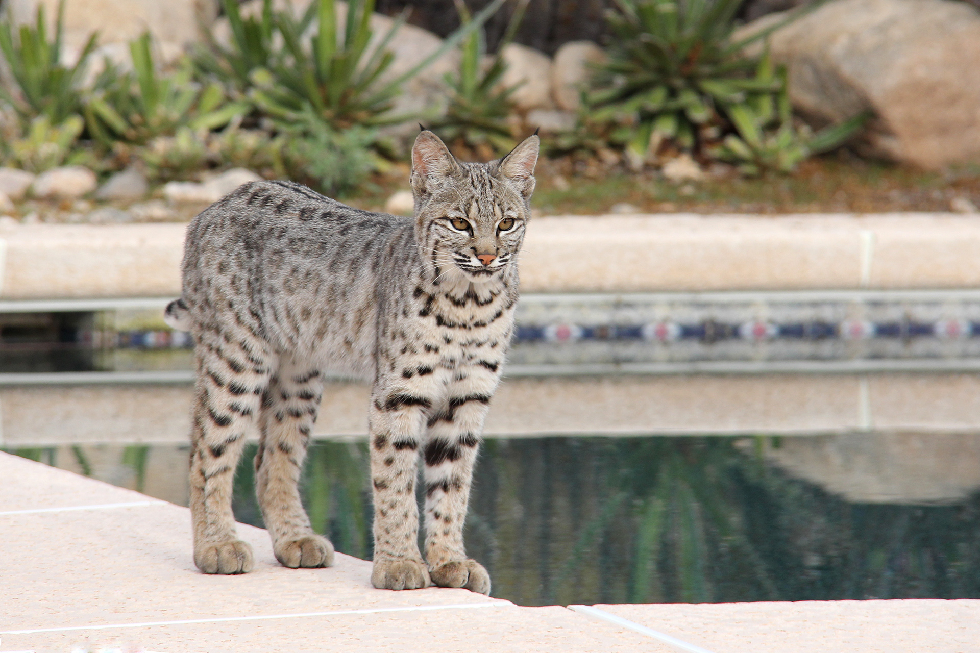 14 Bobcat