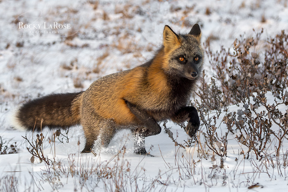Cross Fox Canadian Arctic 3