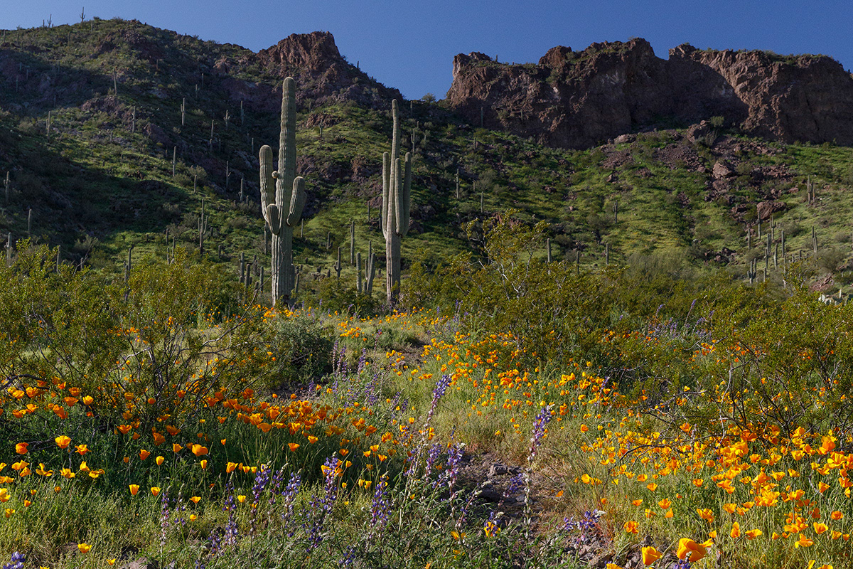 2 Picacho Peak