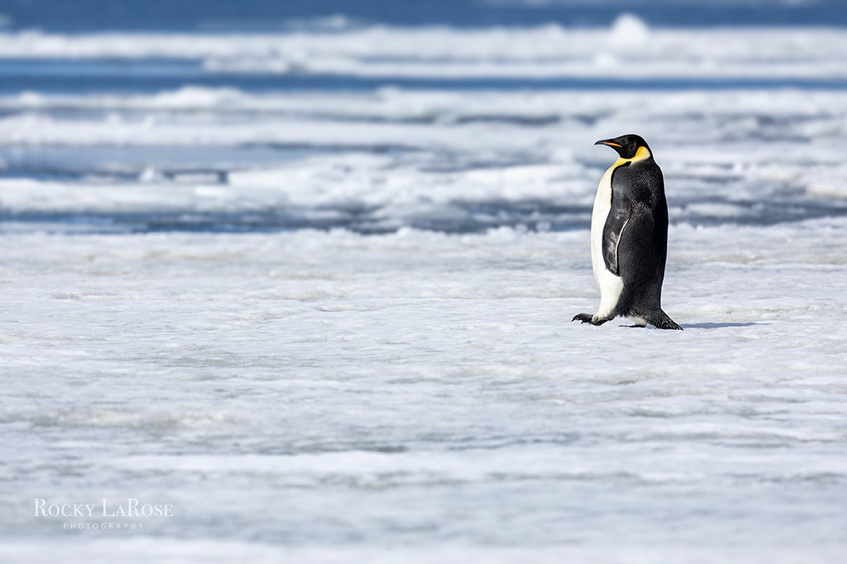 Antarctica