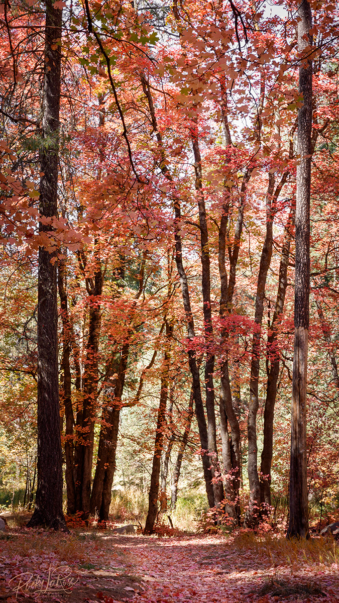 1 Fall Mt. Lemmon