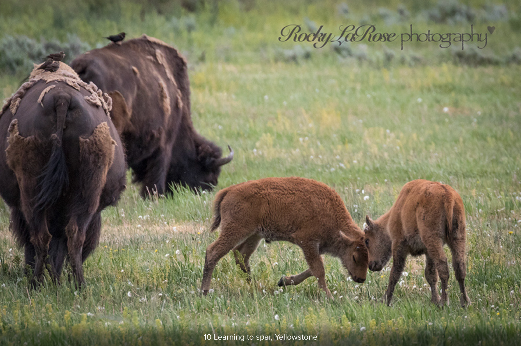 18 Yellowstone