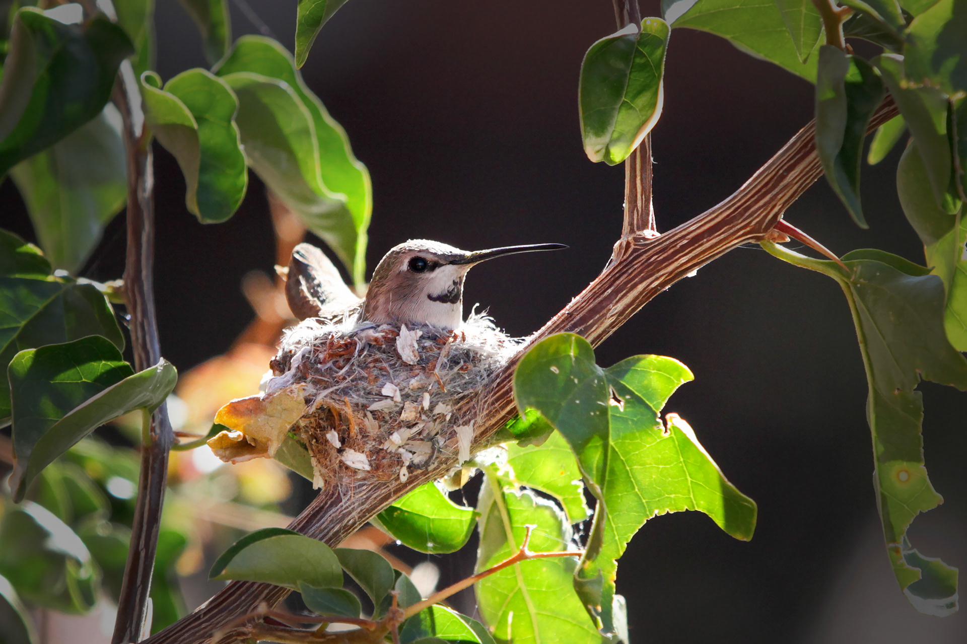 Mama on nest.