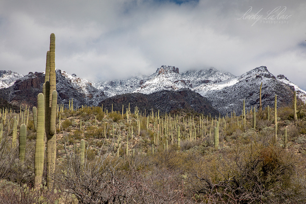 Sabino Canyon 3