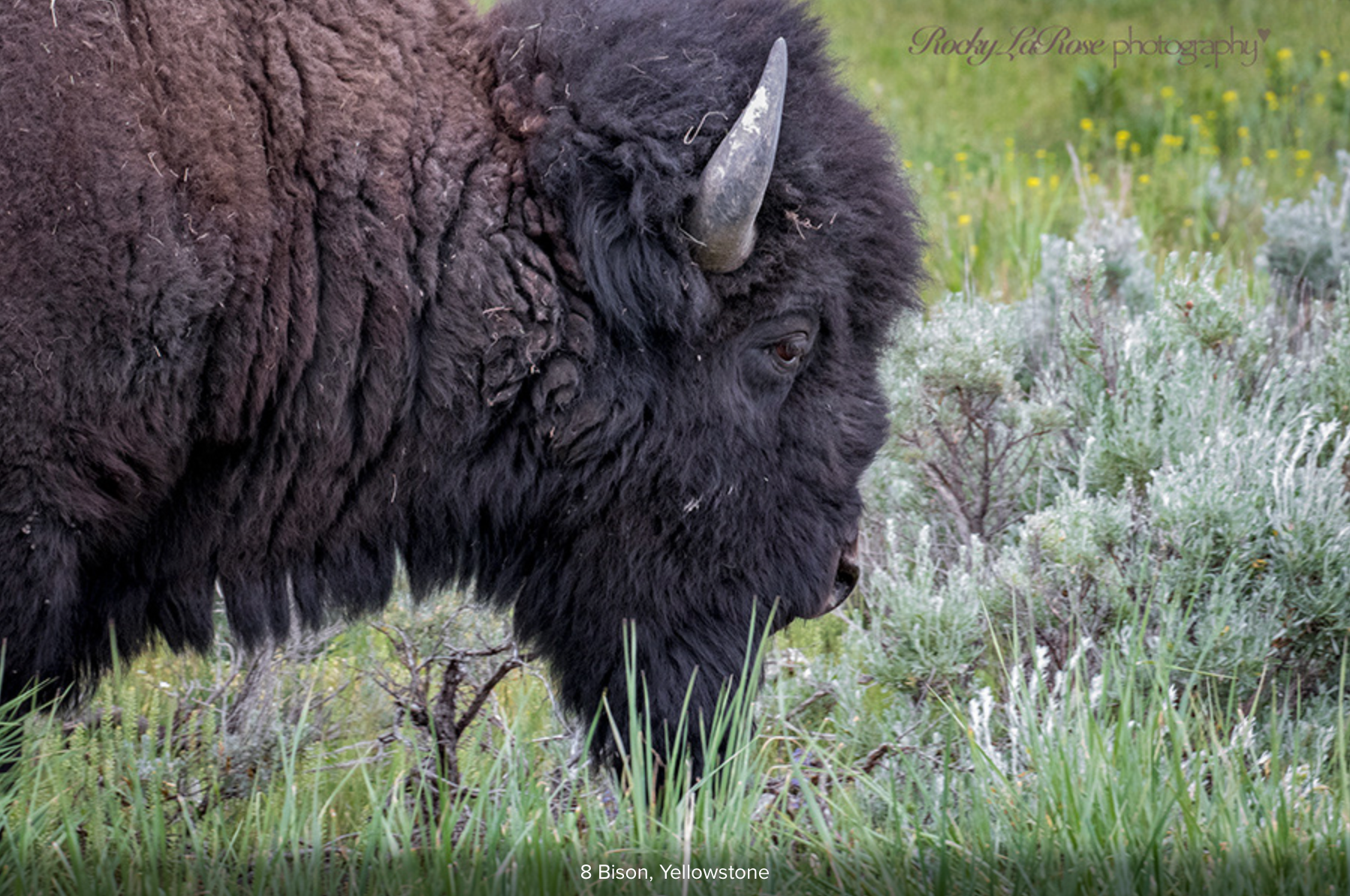 16 Yellowstone