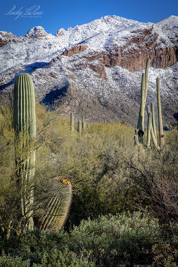 Finger Rock, Santa Catalina Mountains 5