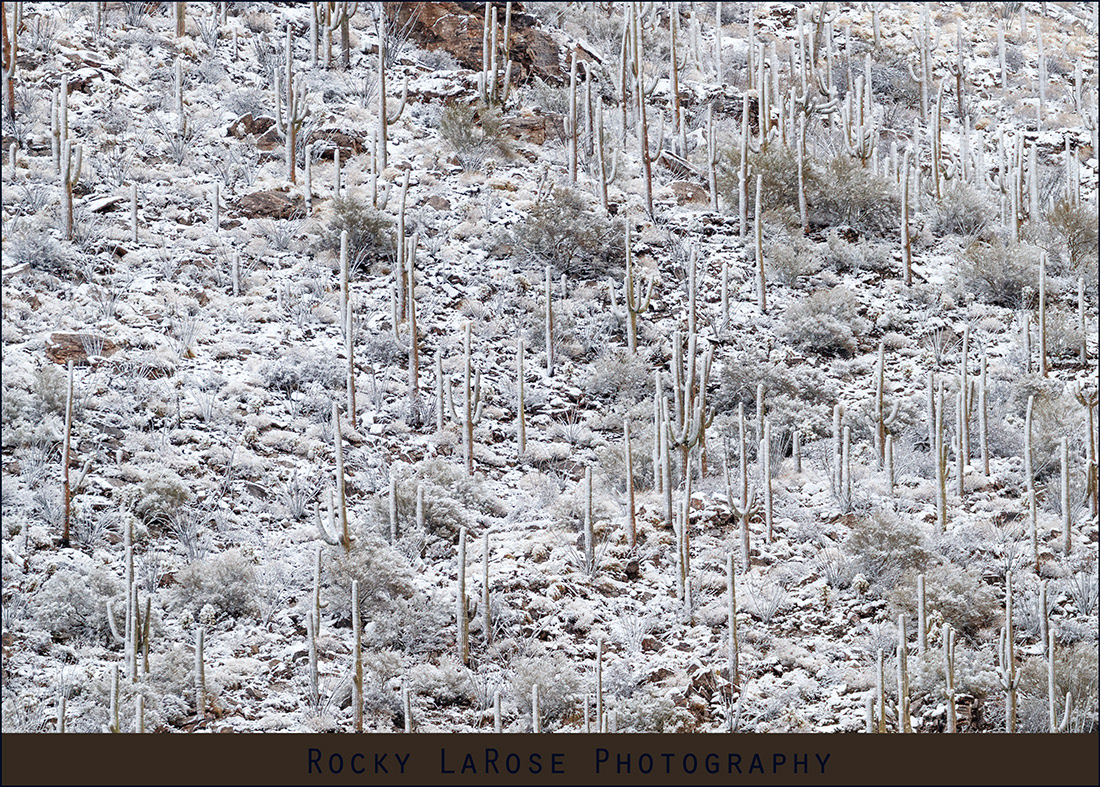 Catalina Mountains 2