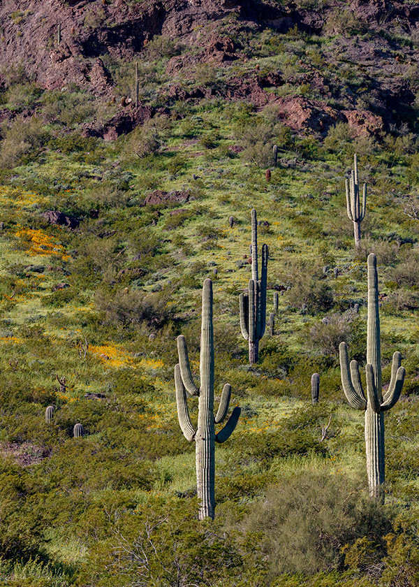5 Picacho Peak