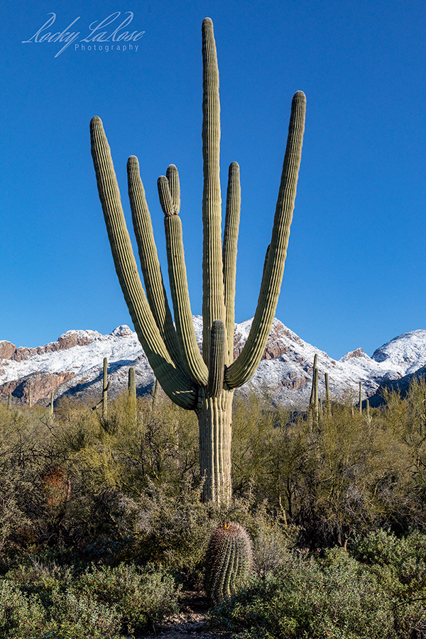 Catalina Mountains 8