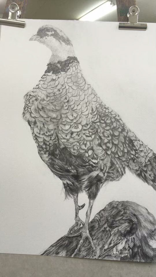 Rock Ptarmigan / Pencil / 2016