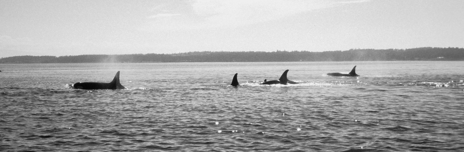 Orka's