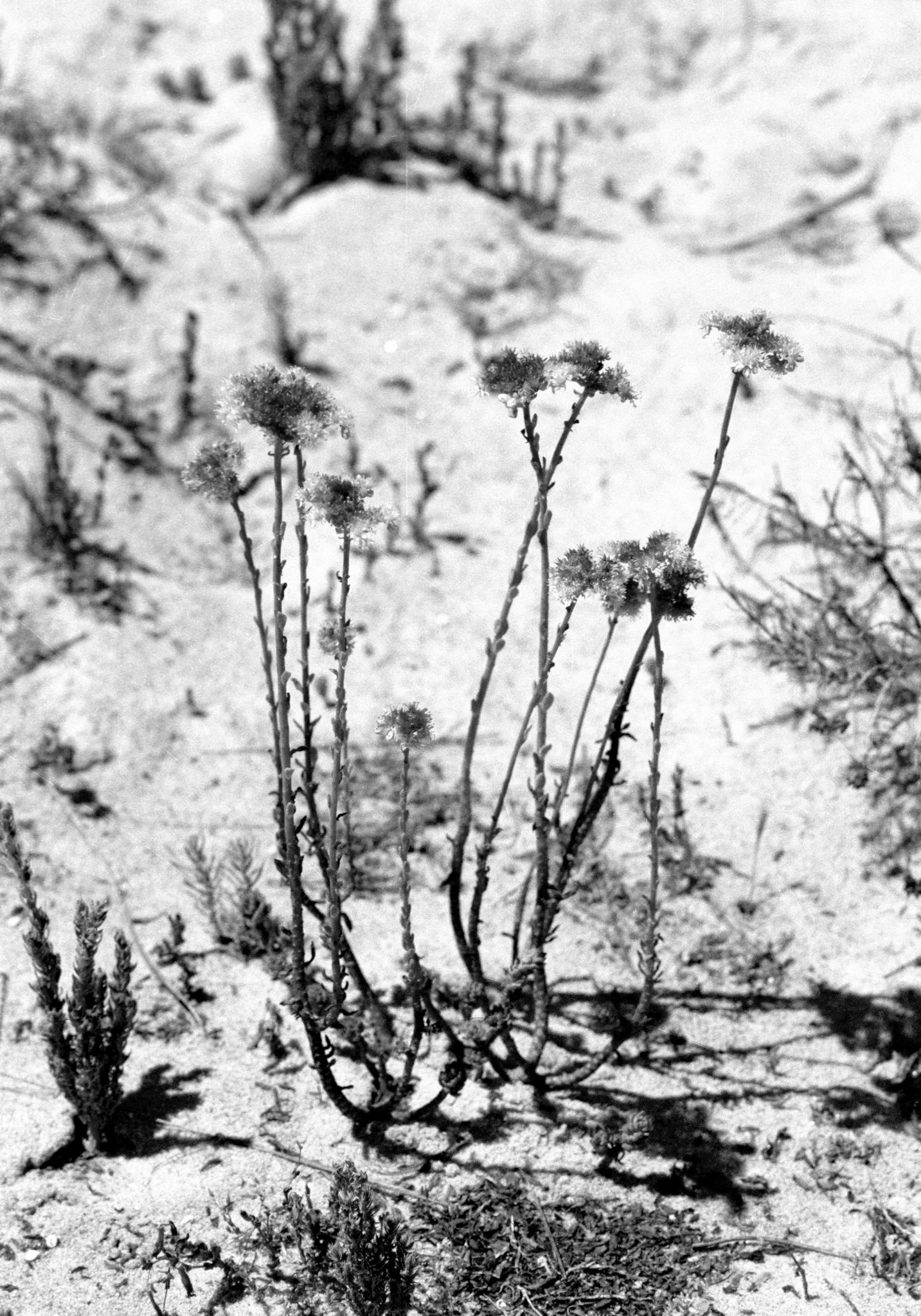 Bloemen aan strand