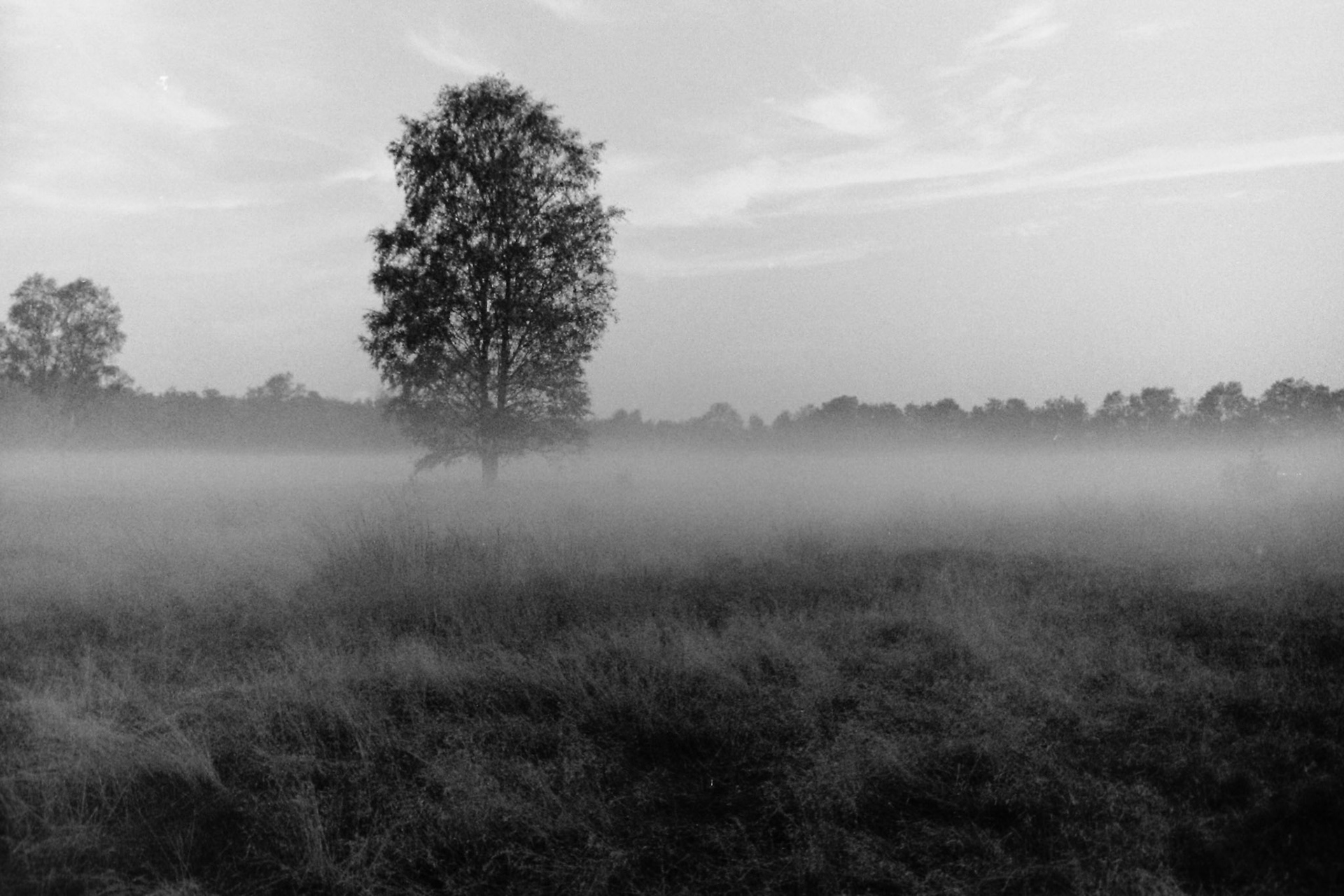 Mist op de Hoge Veluwe