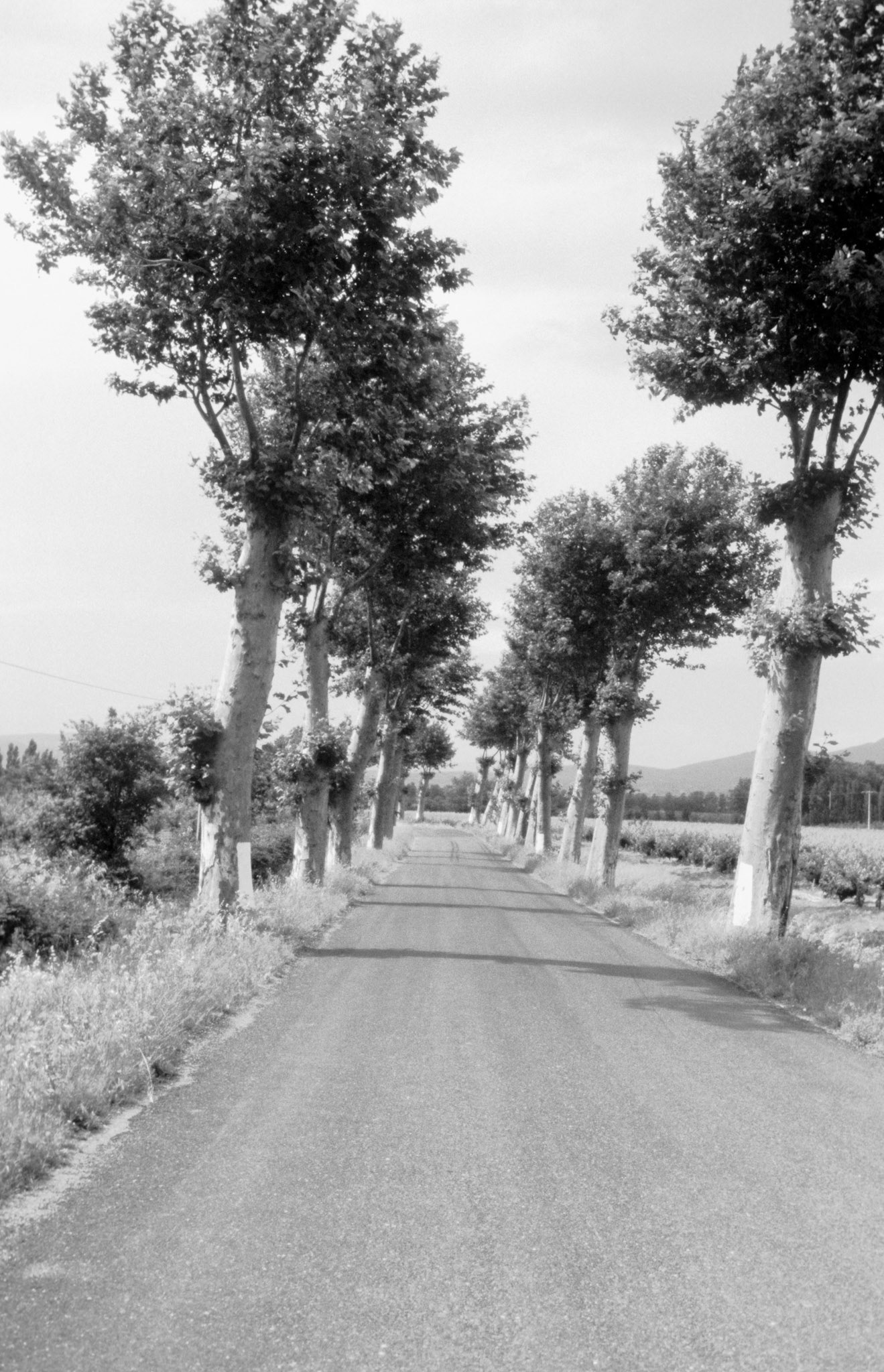 De Pyreneeën