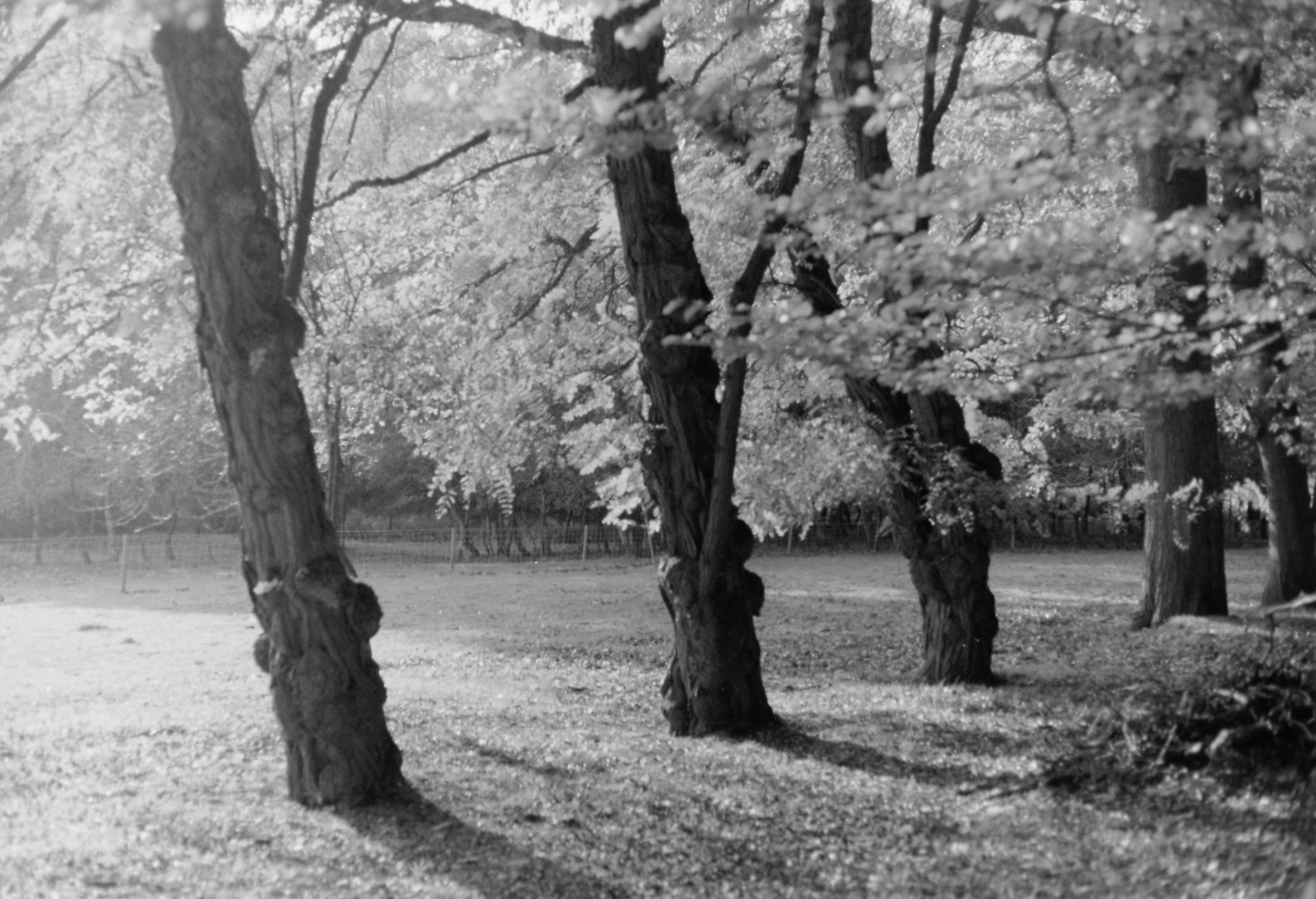 Park Sonsbeek