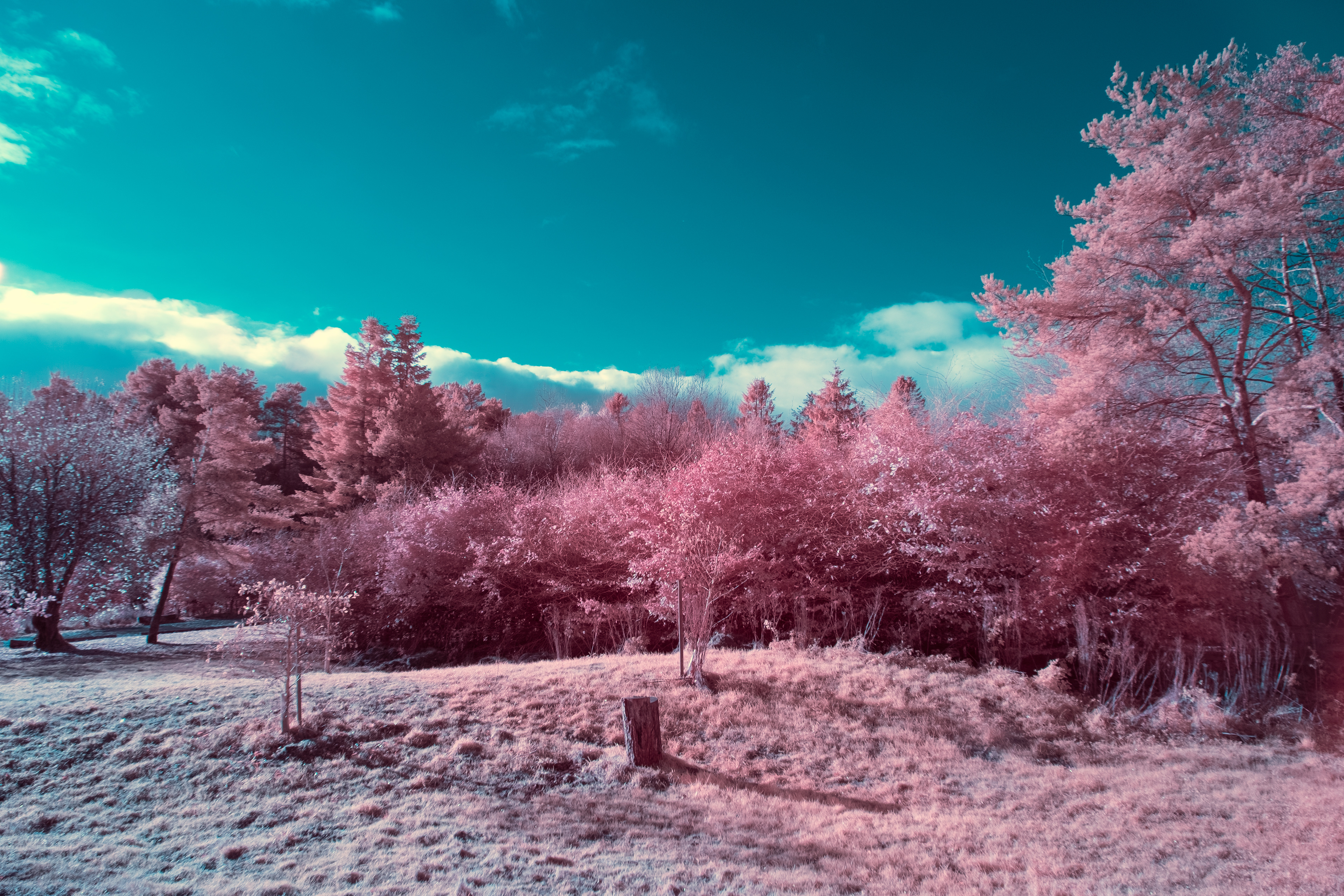 Cropton Forest (2022) 540NM