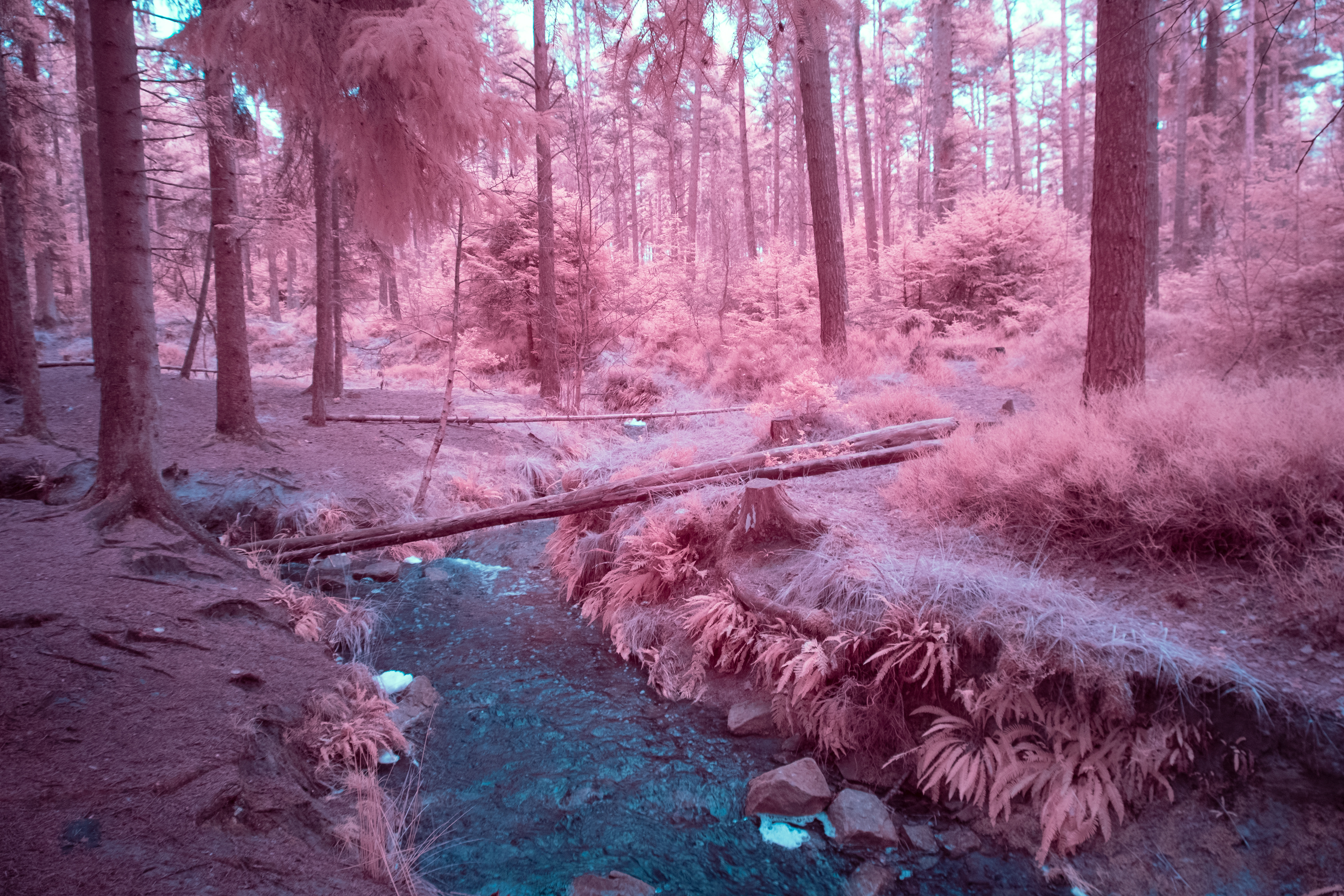 Cropton Forest (2022) 540NM