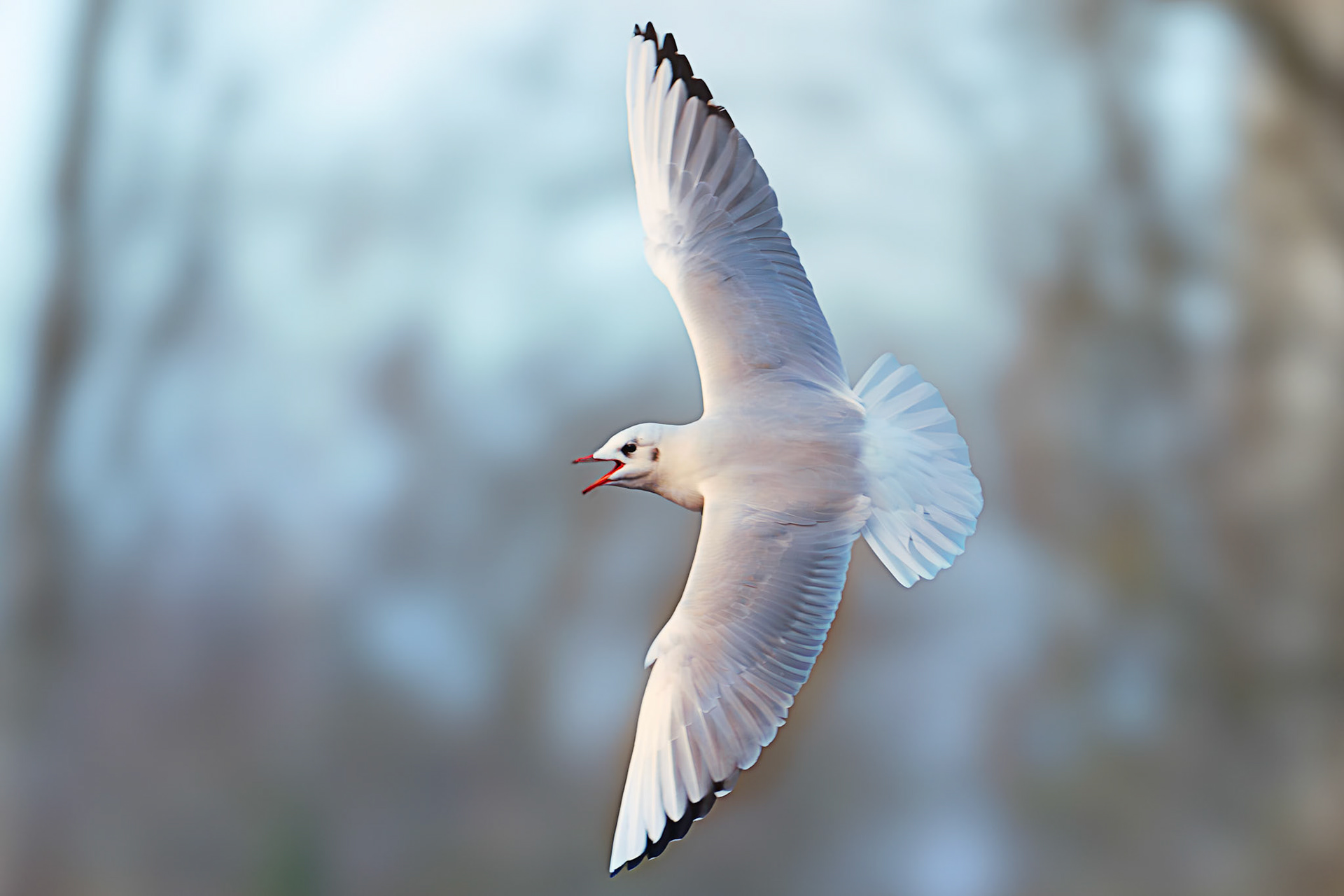 Lachmöwe im Messerflug