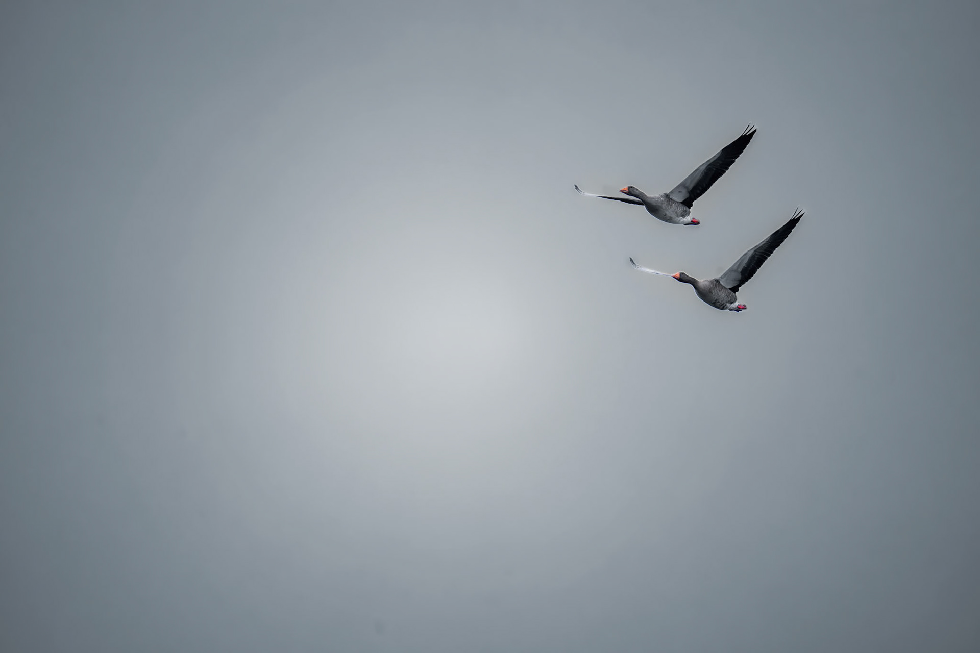Graugänse im Flug..