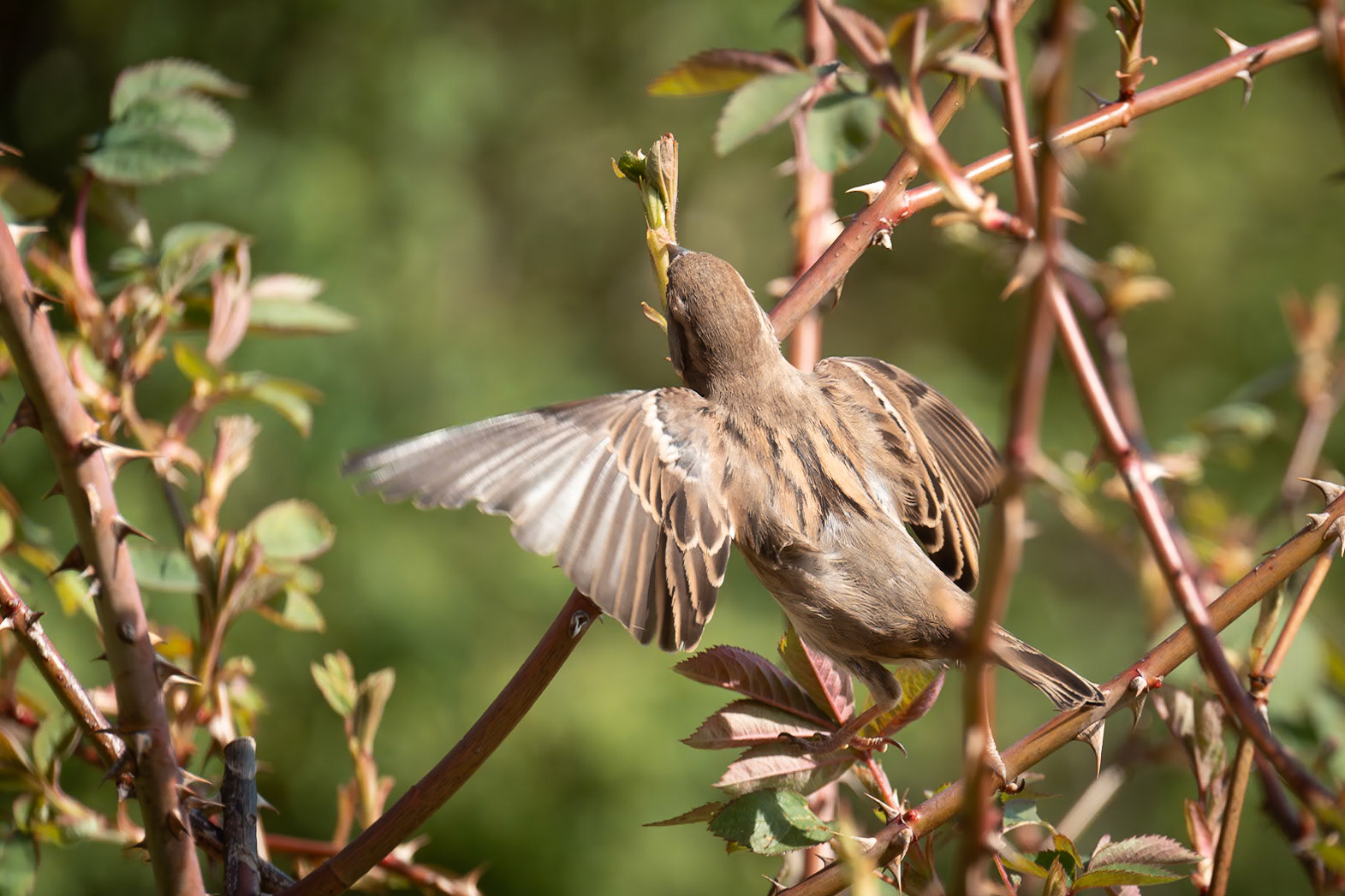 Spatz auf Nahrungssuche
