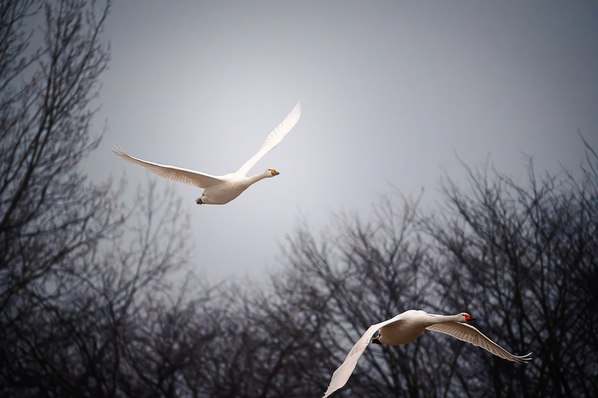 .. im Verbandsflug