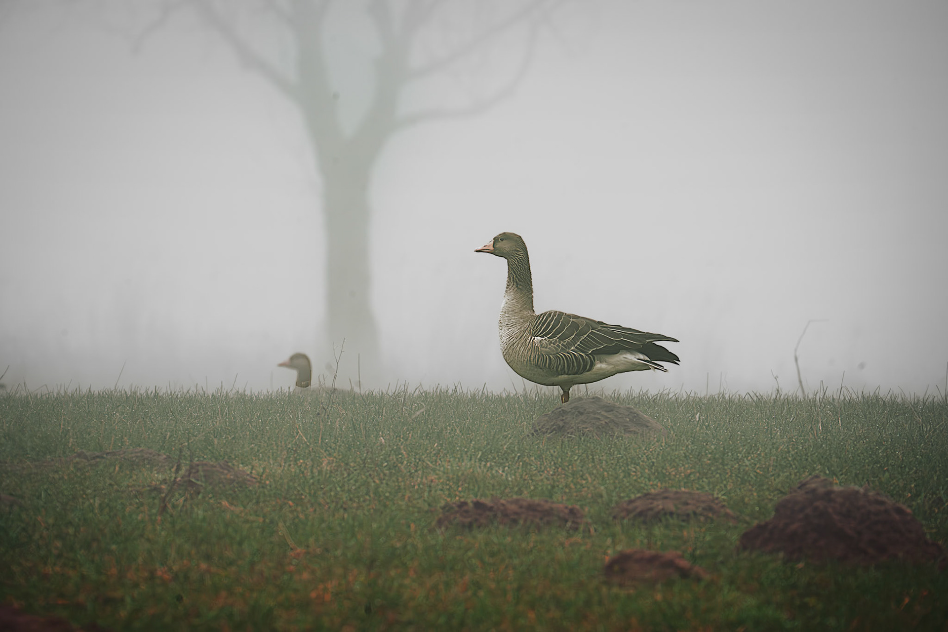 .. und Rast bei Nebel