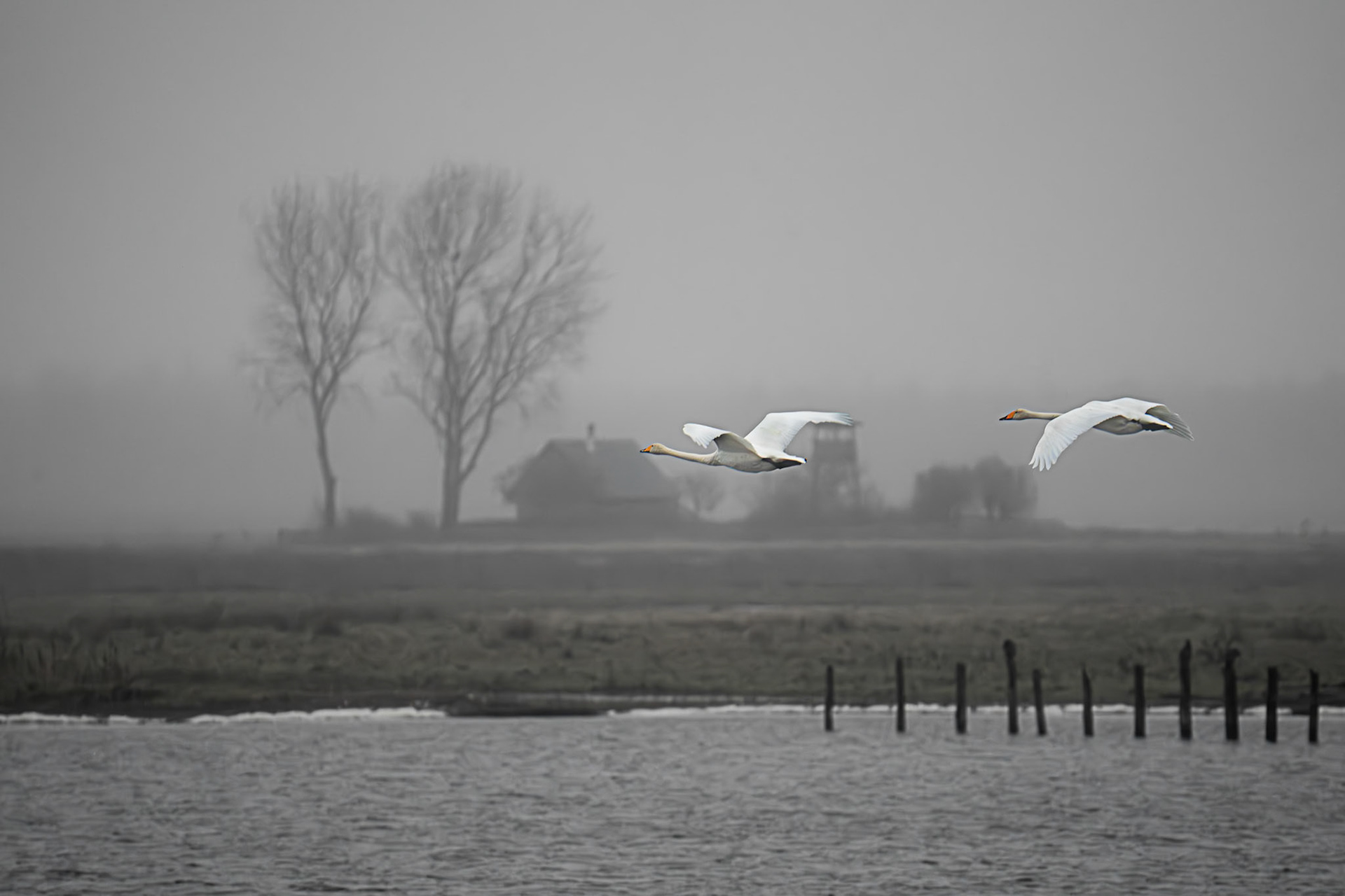 Revierkontrolle im Tiefflug vor der Insel Kirr bei Zingst