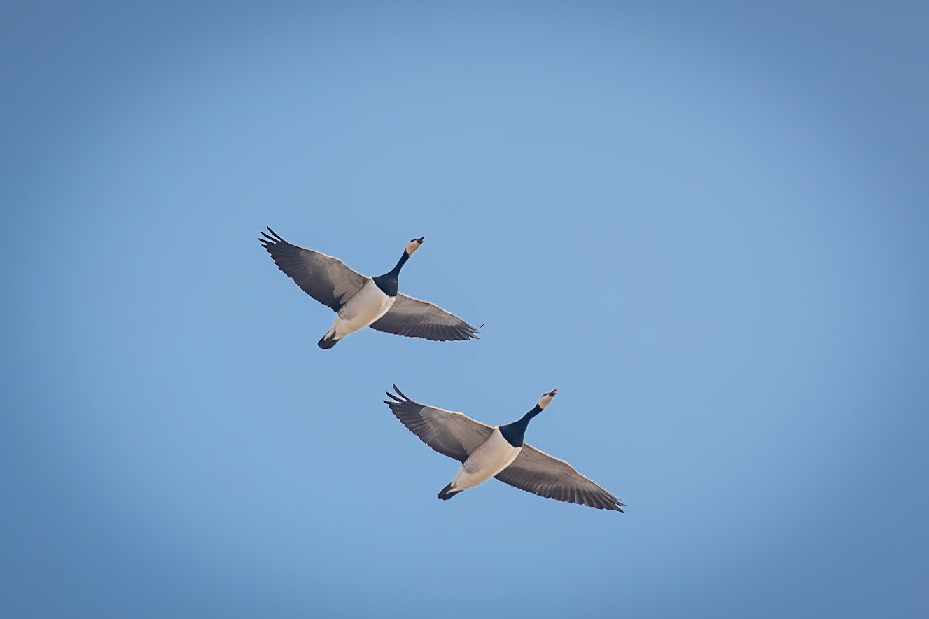 Weißwangengänse im Formationsflug..