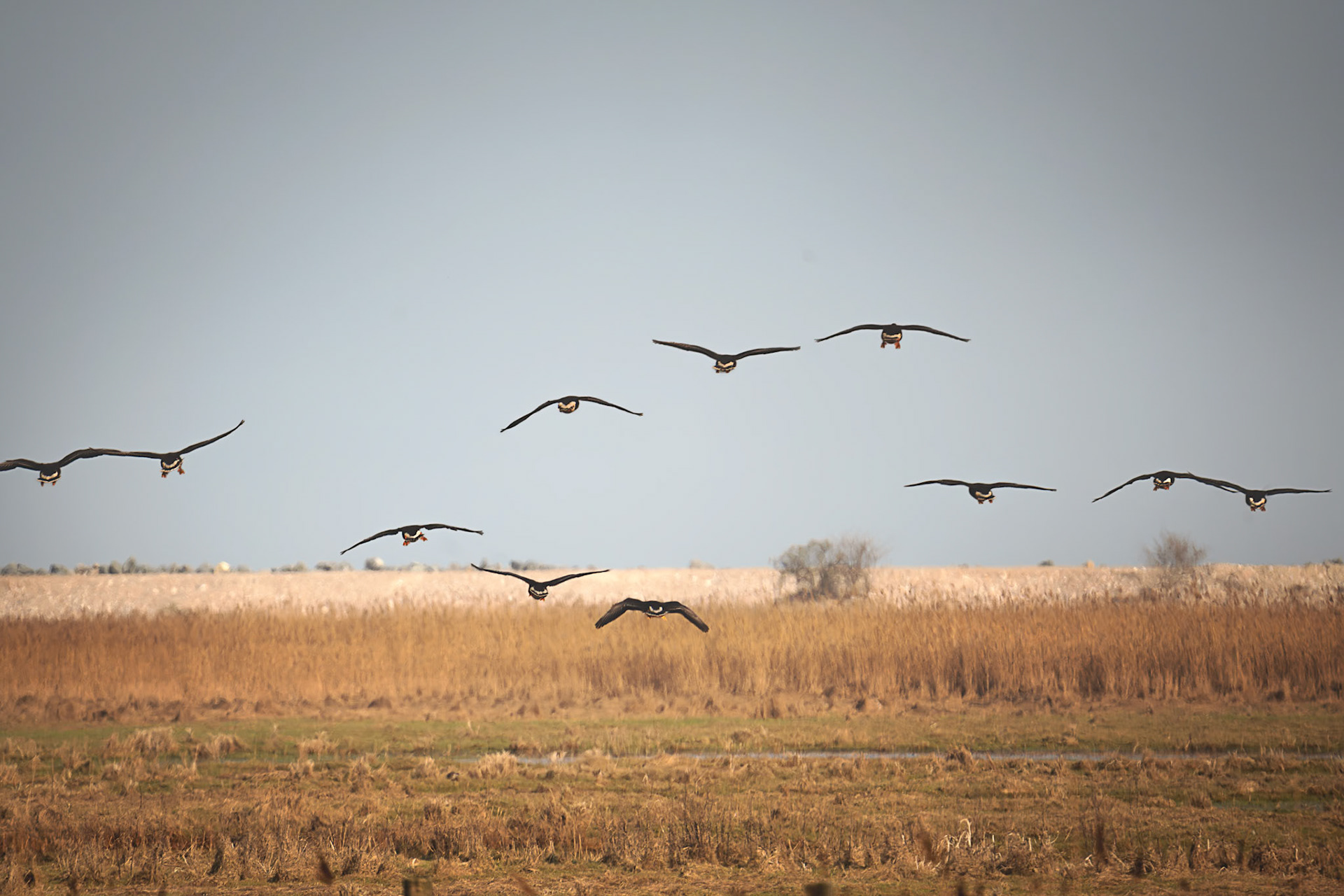 .. und im Landeanflug auf die Geltinger Birk