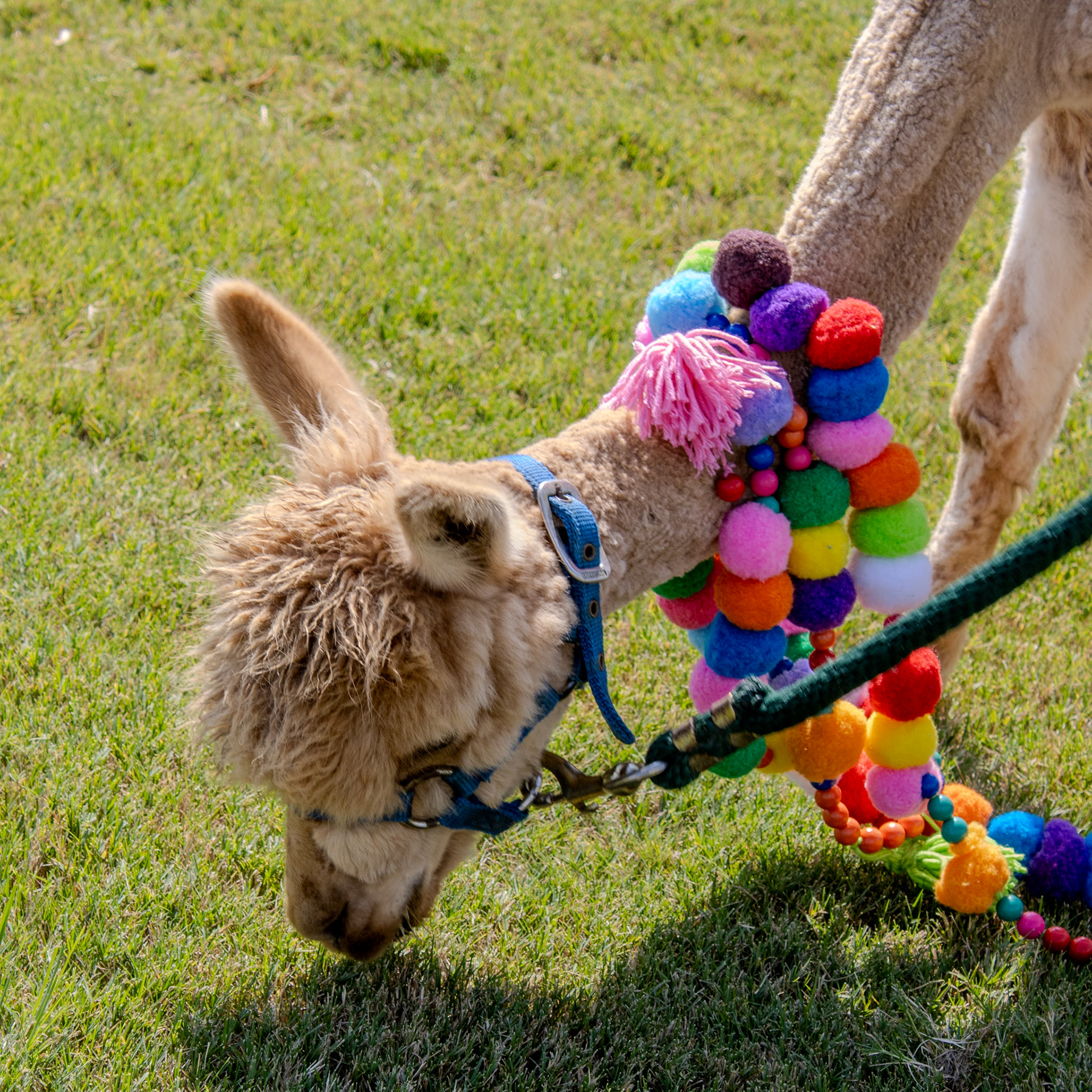 Gwinnett Technical College Alpharetta North Fulton Back To School Bash