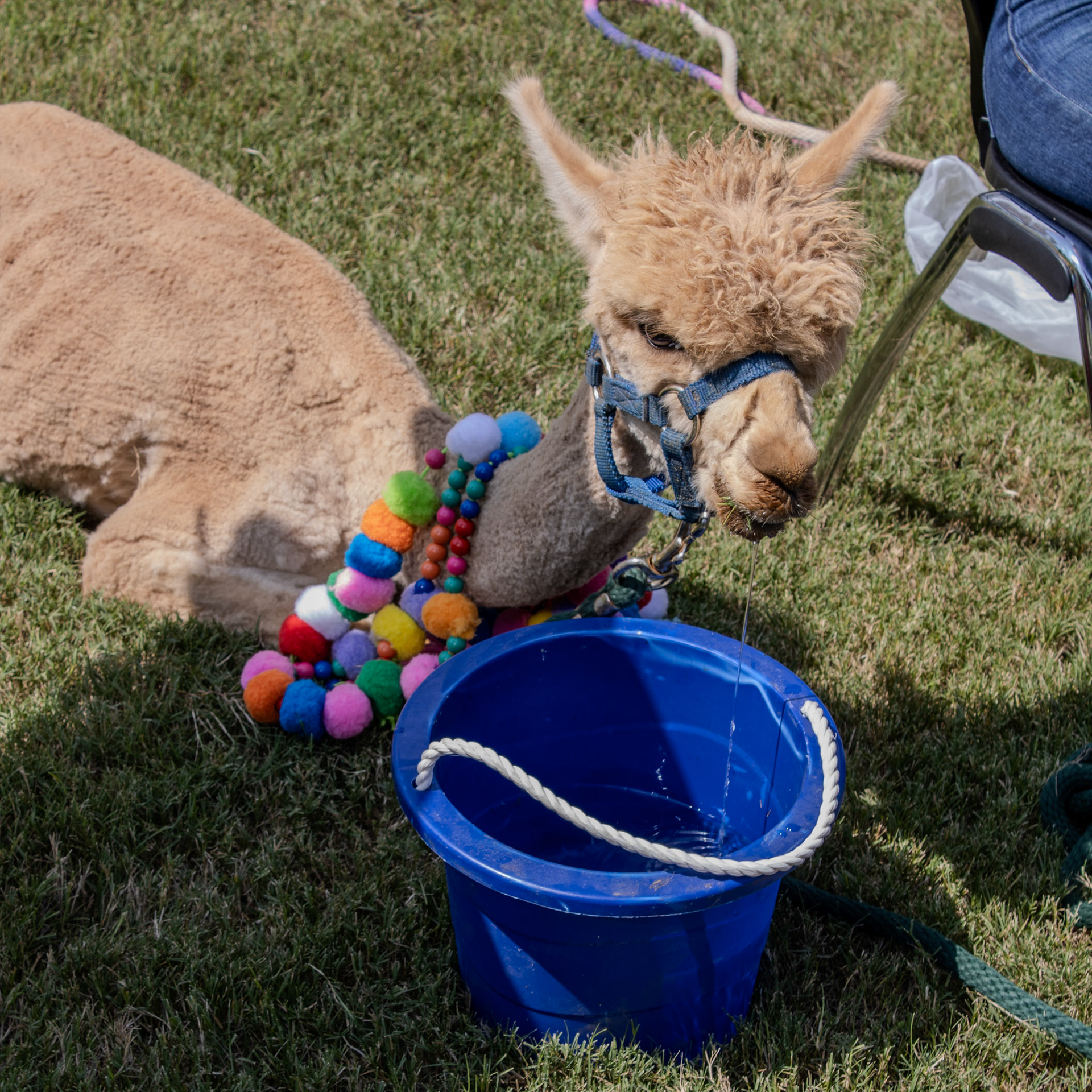 Gwinnett Technical College Alpharetta North Fulton Back To School Bash