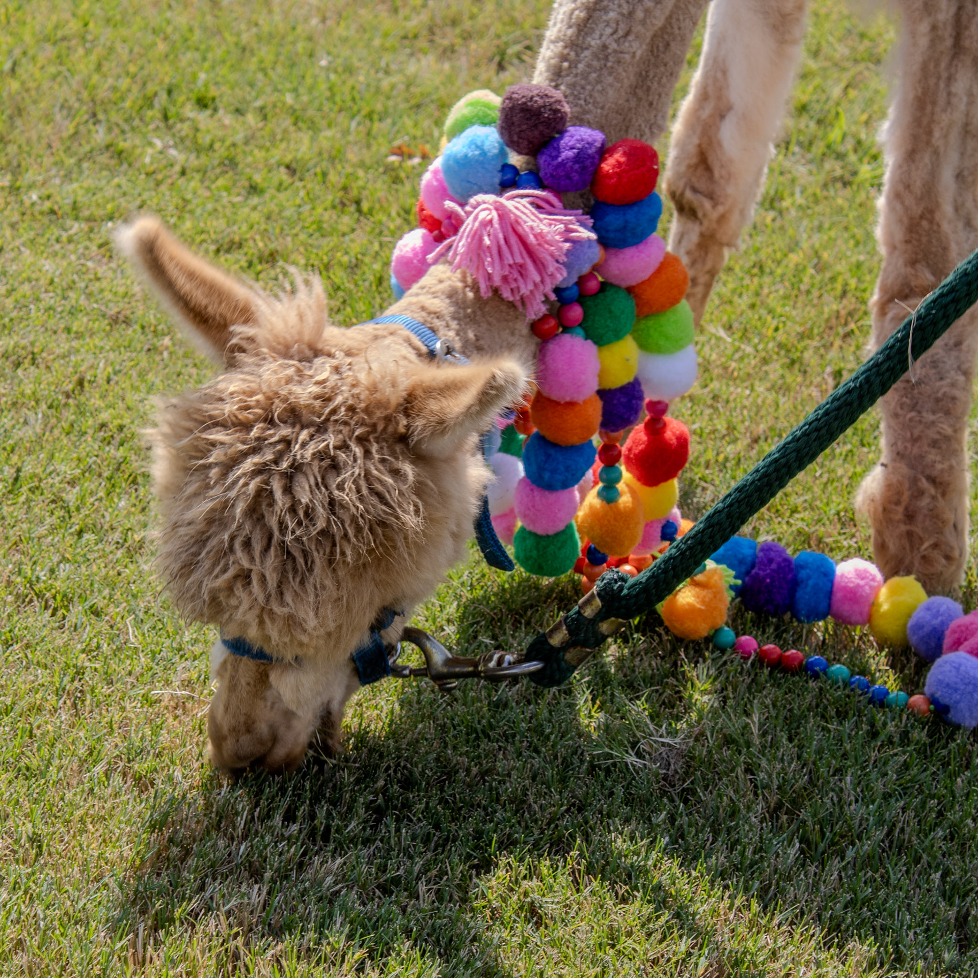 Gwinnett Technical College Alpharetta North Fulton Back To School Bash