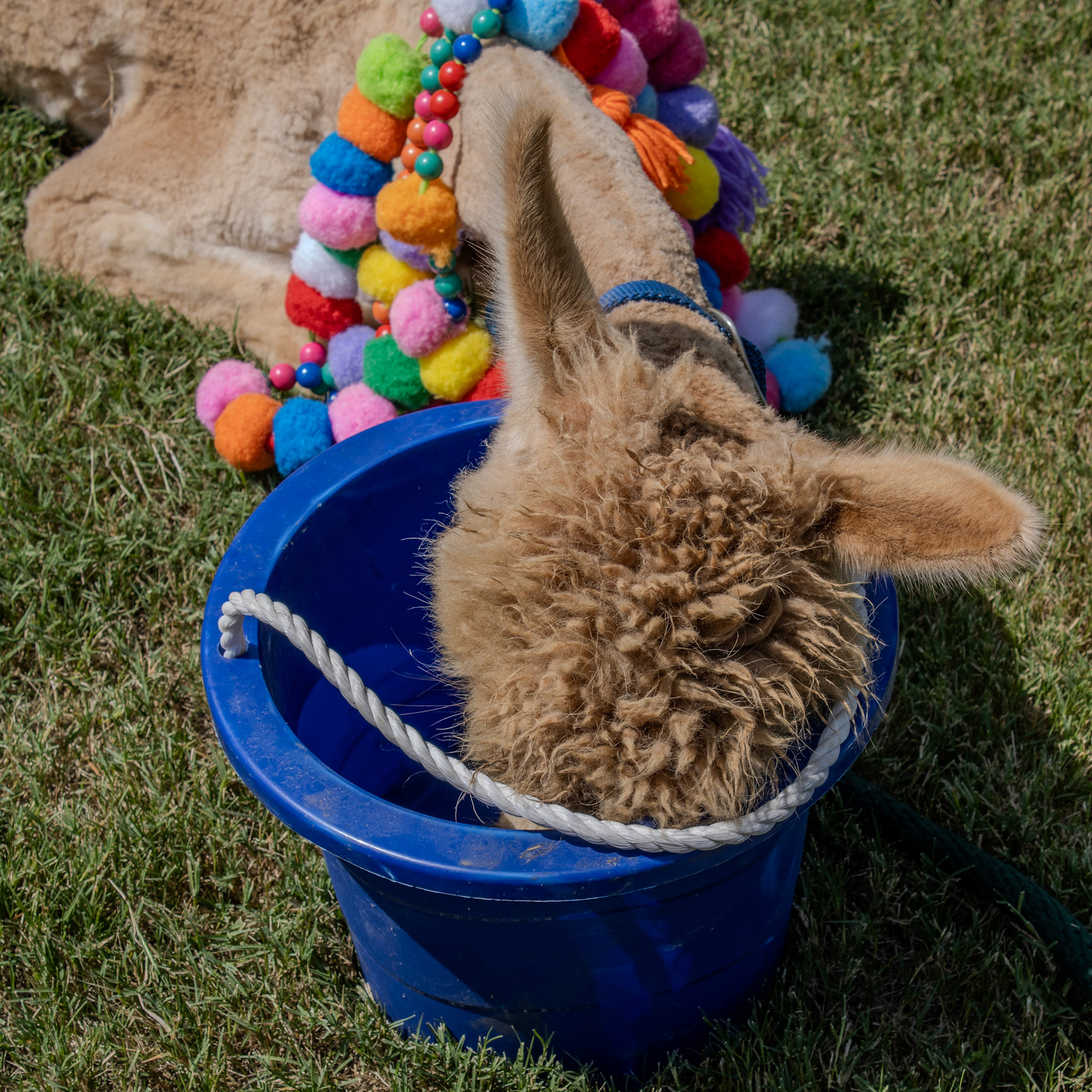 Gwinnett Technical College Alpharetta North Fulton Back To School Bash