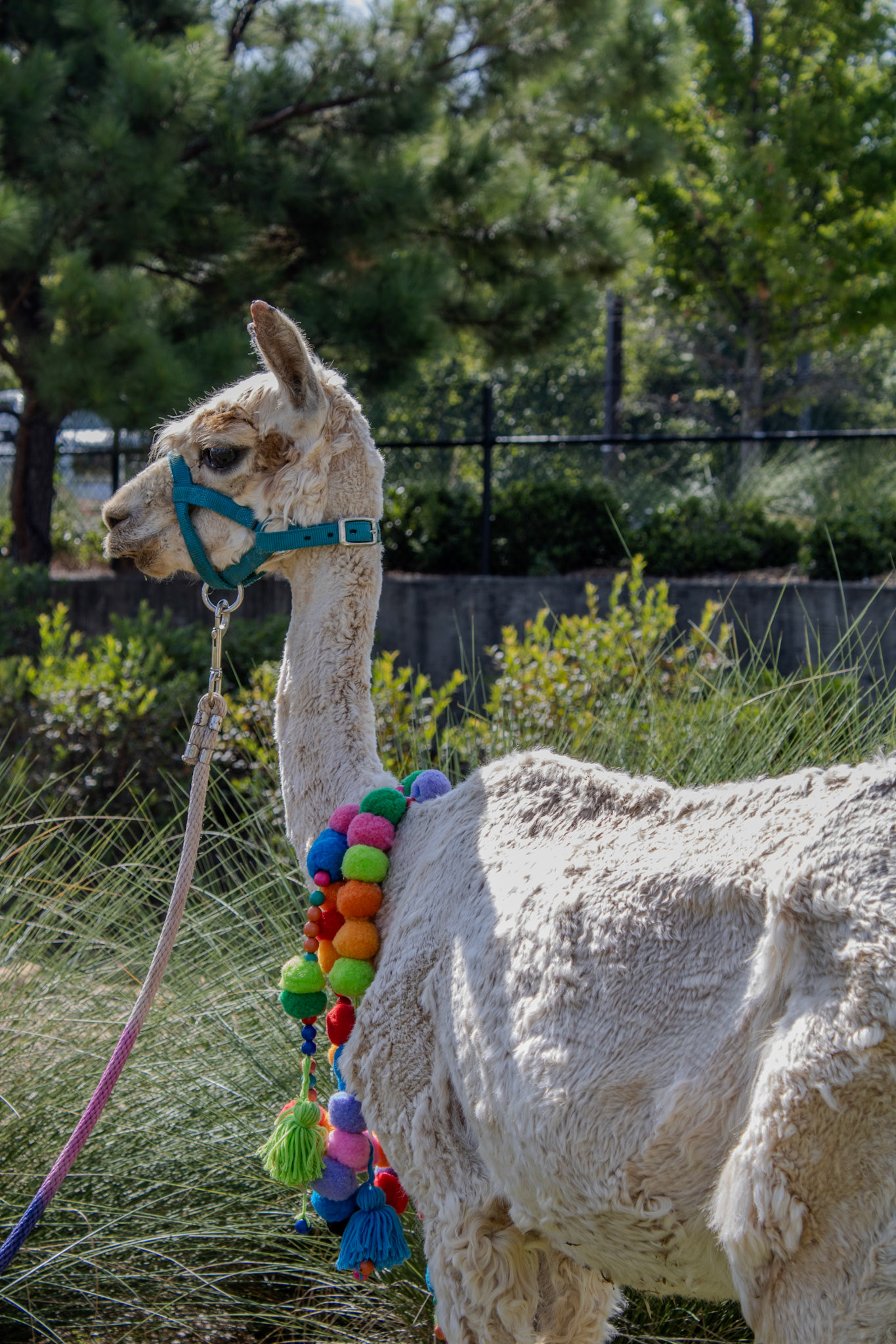 Gwinnett Technical College Alpharetta North Fulton Back To School Bash