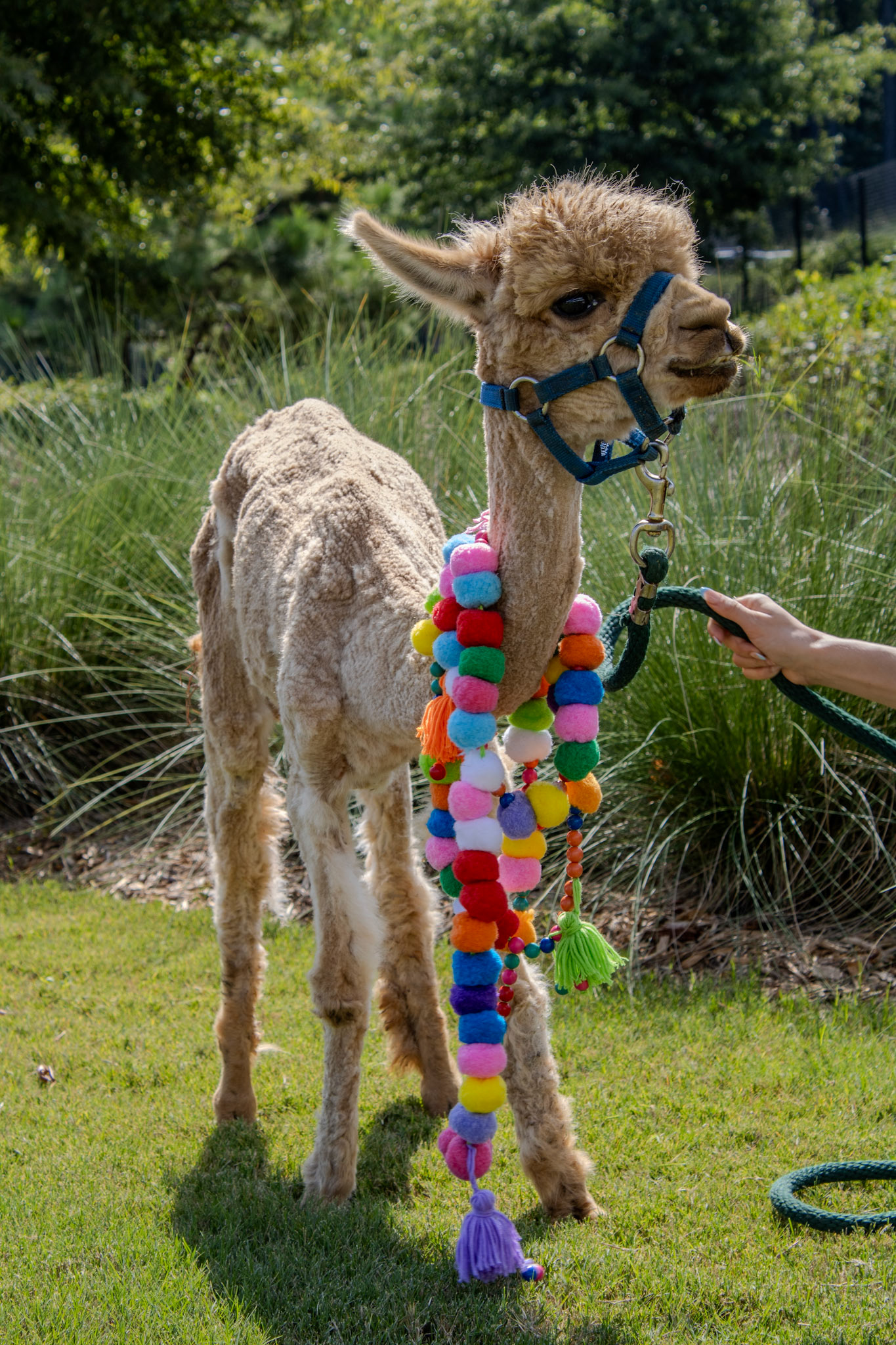 Gwinnett Technical College Alpharetta North Fulton Back To School Bash