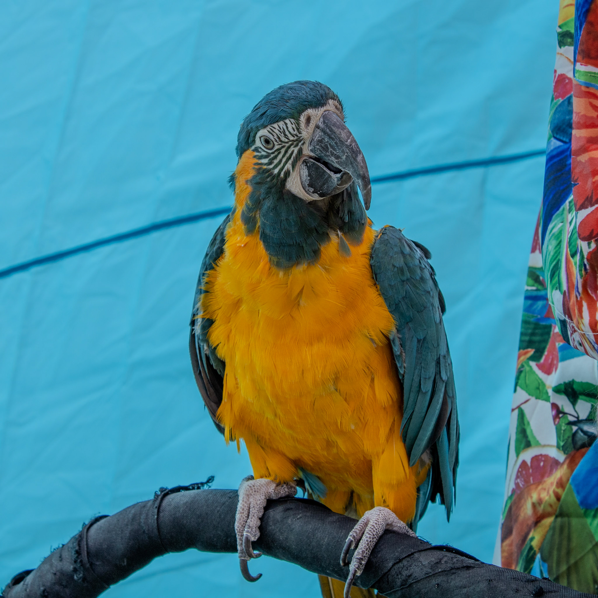 Gwinnett Technical College Alpharetta North Fulton Back To School Bash