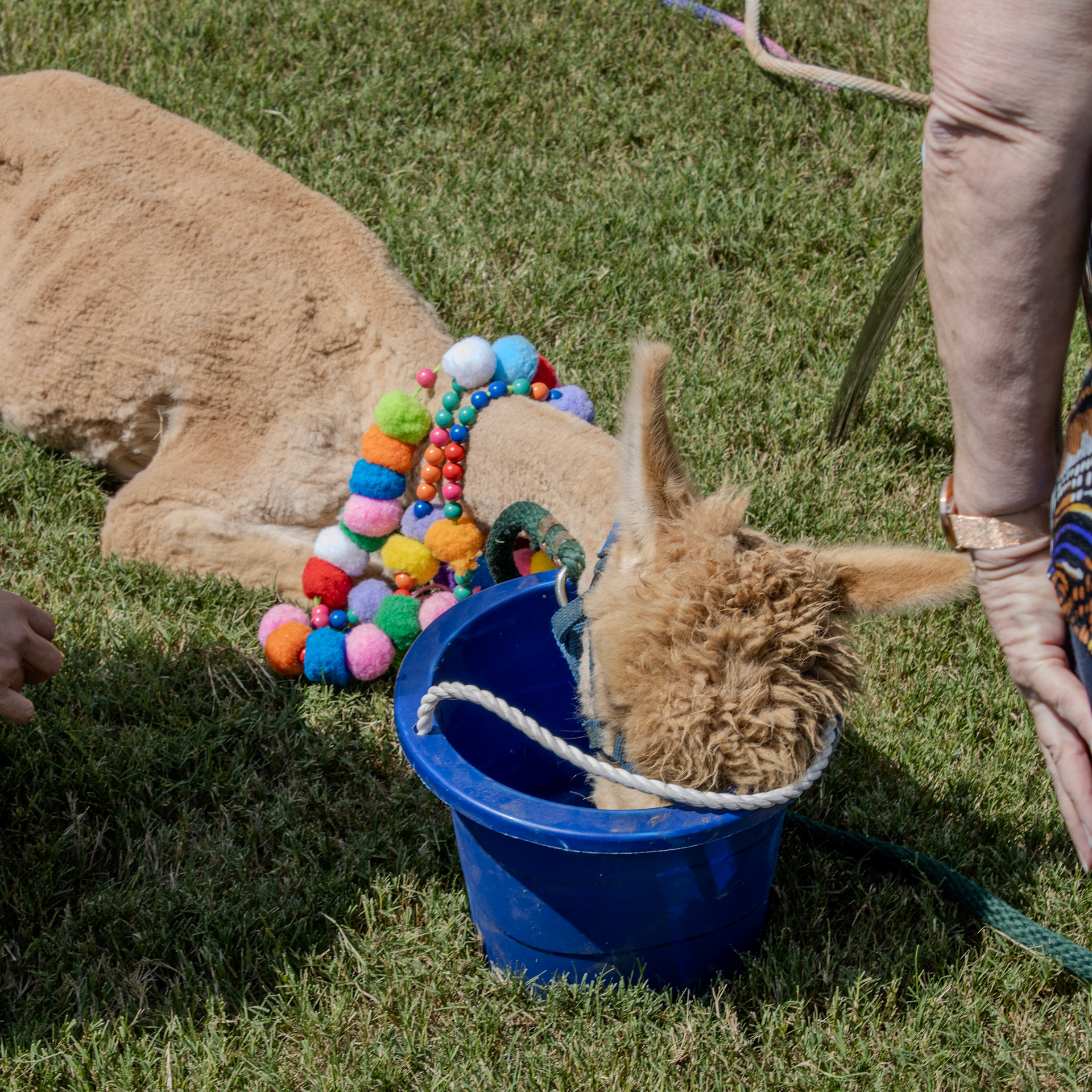 Gwinnett Technical College Alpharetta North Fulton Back To School Bash