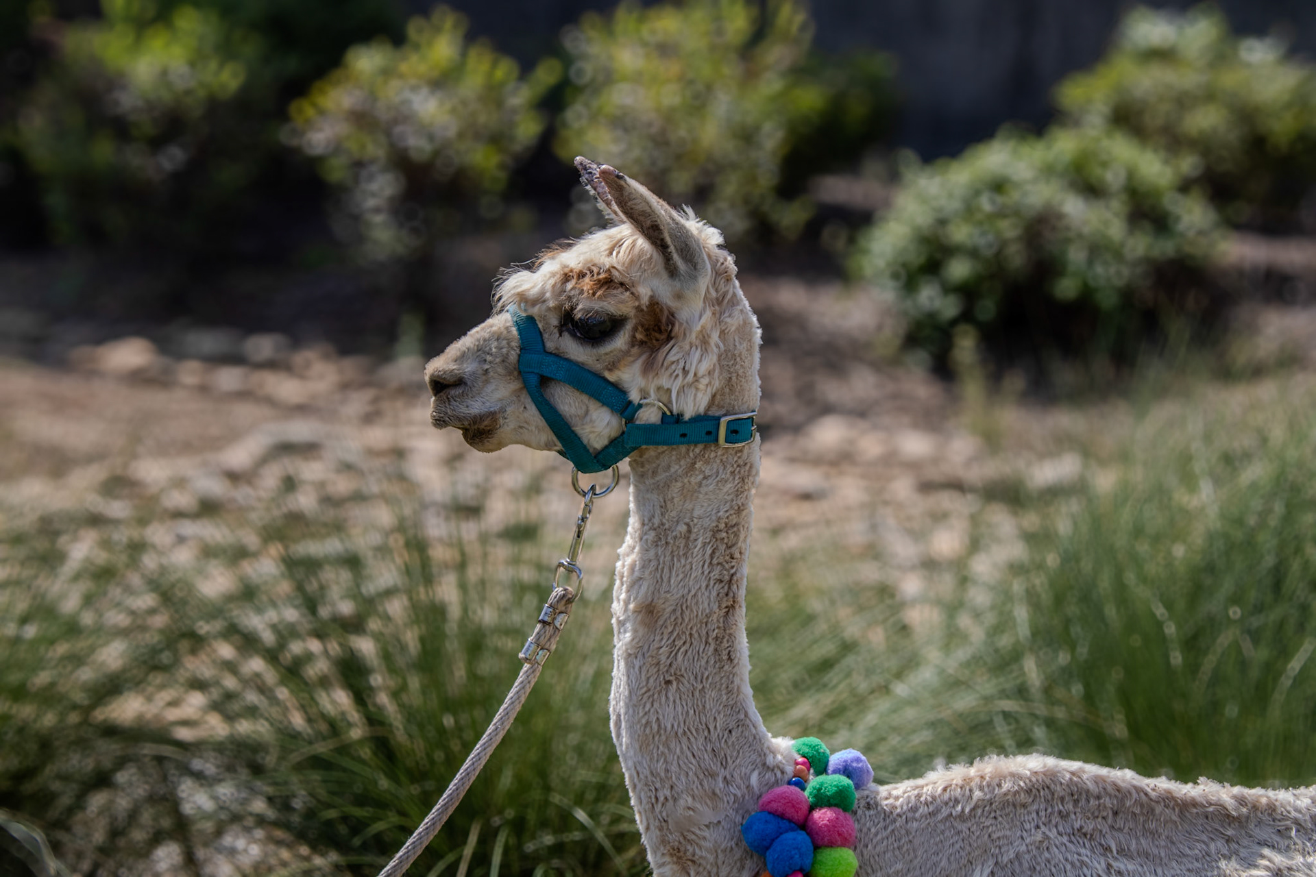 Gwinnett Technical College Alpharetta North Fulton Back To School Bash