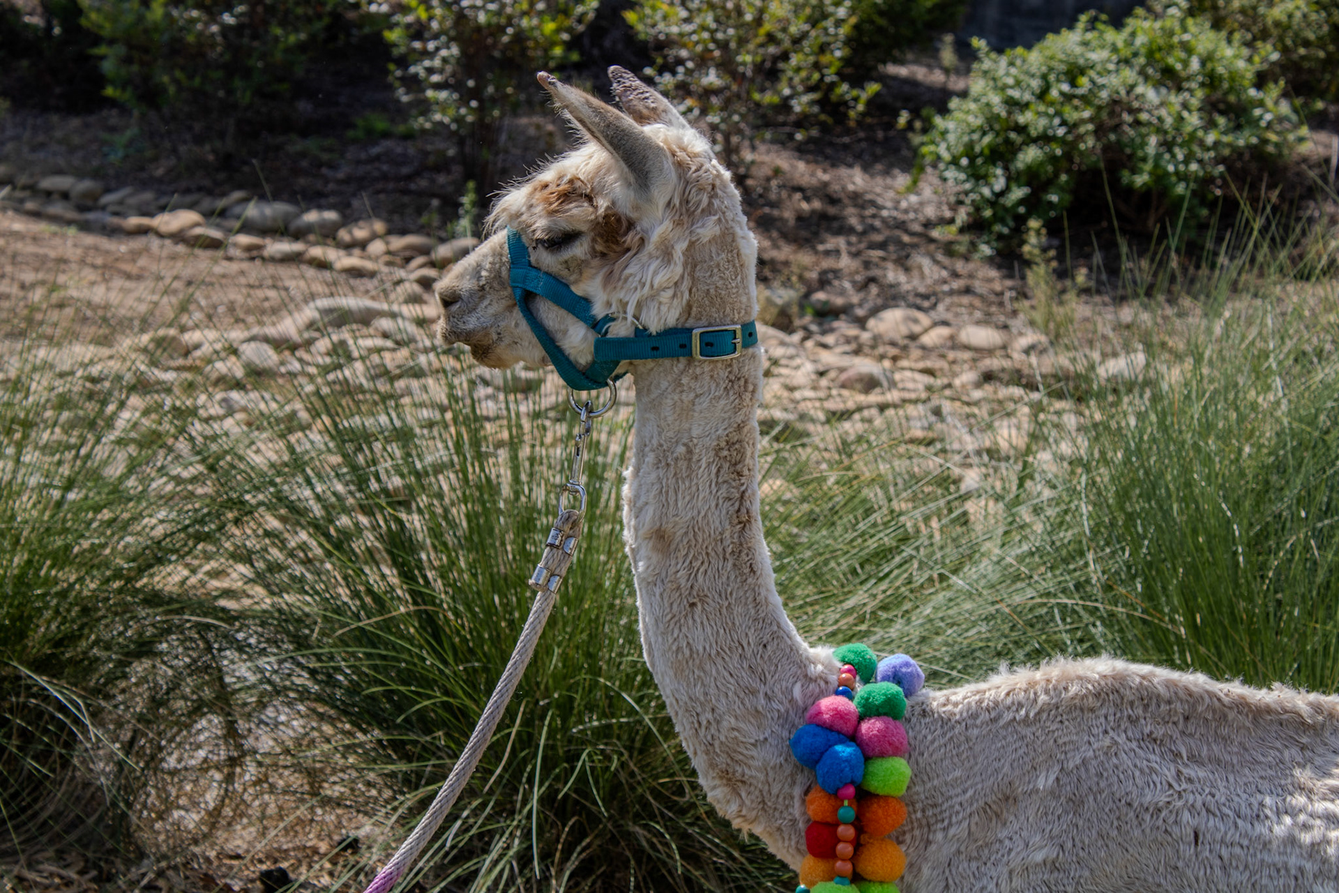 Gwinnett Technical College Alpharetta North Fulton Back To School Bash